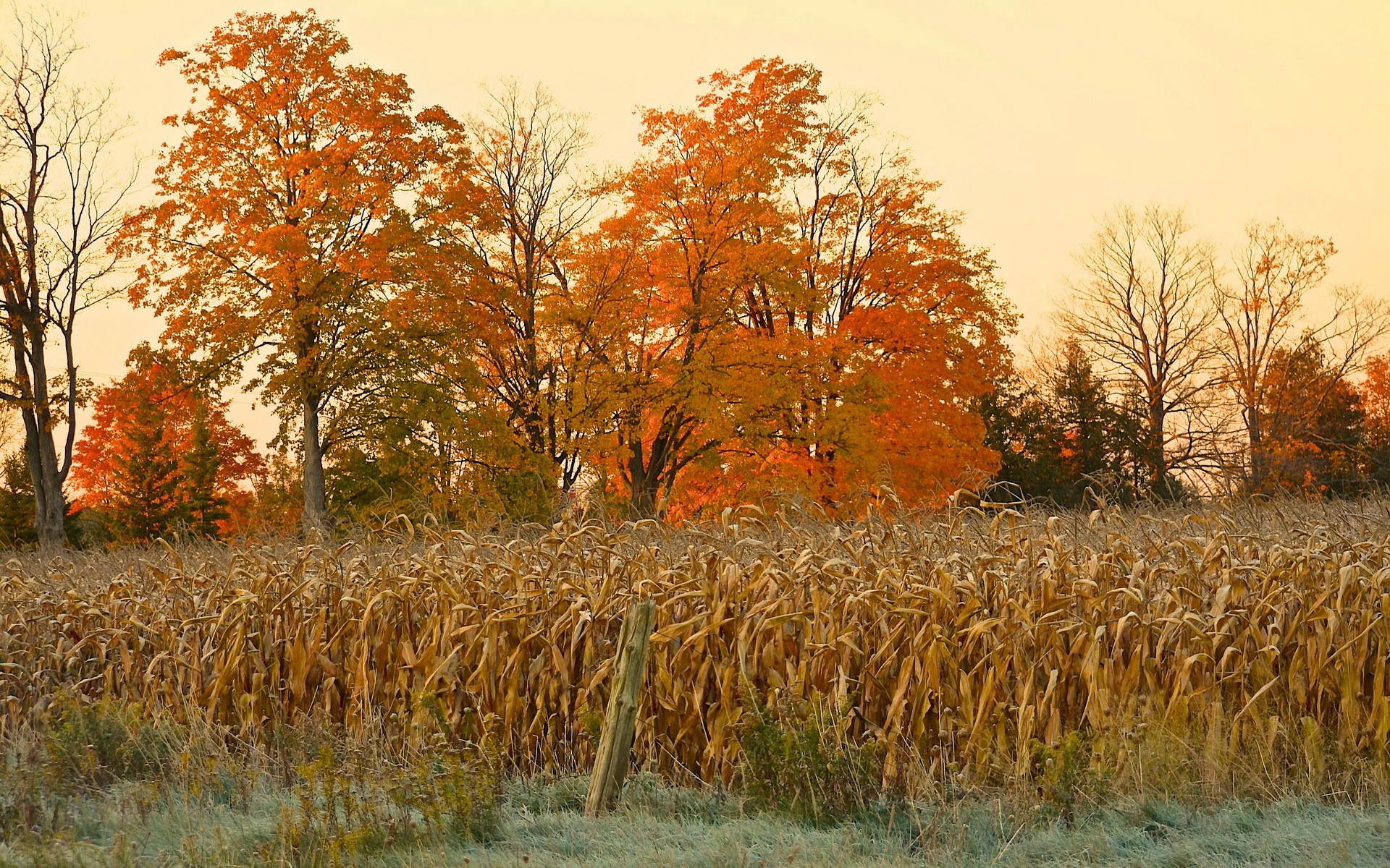 Autumn trees over a cornfield HD Wallpaper