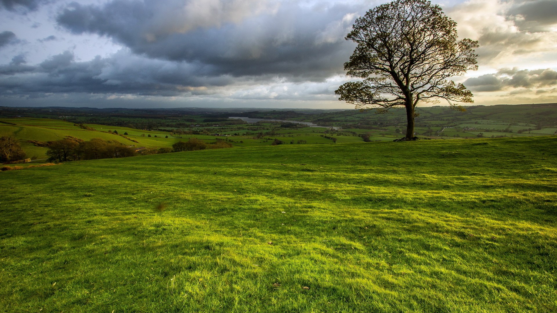Lone tree on a grassy hill overlooking a valley HD Wallpaper