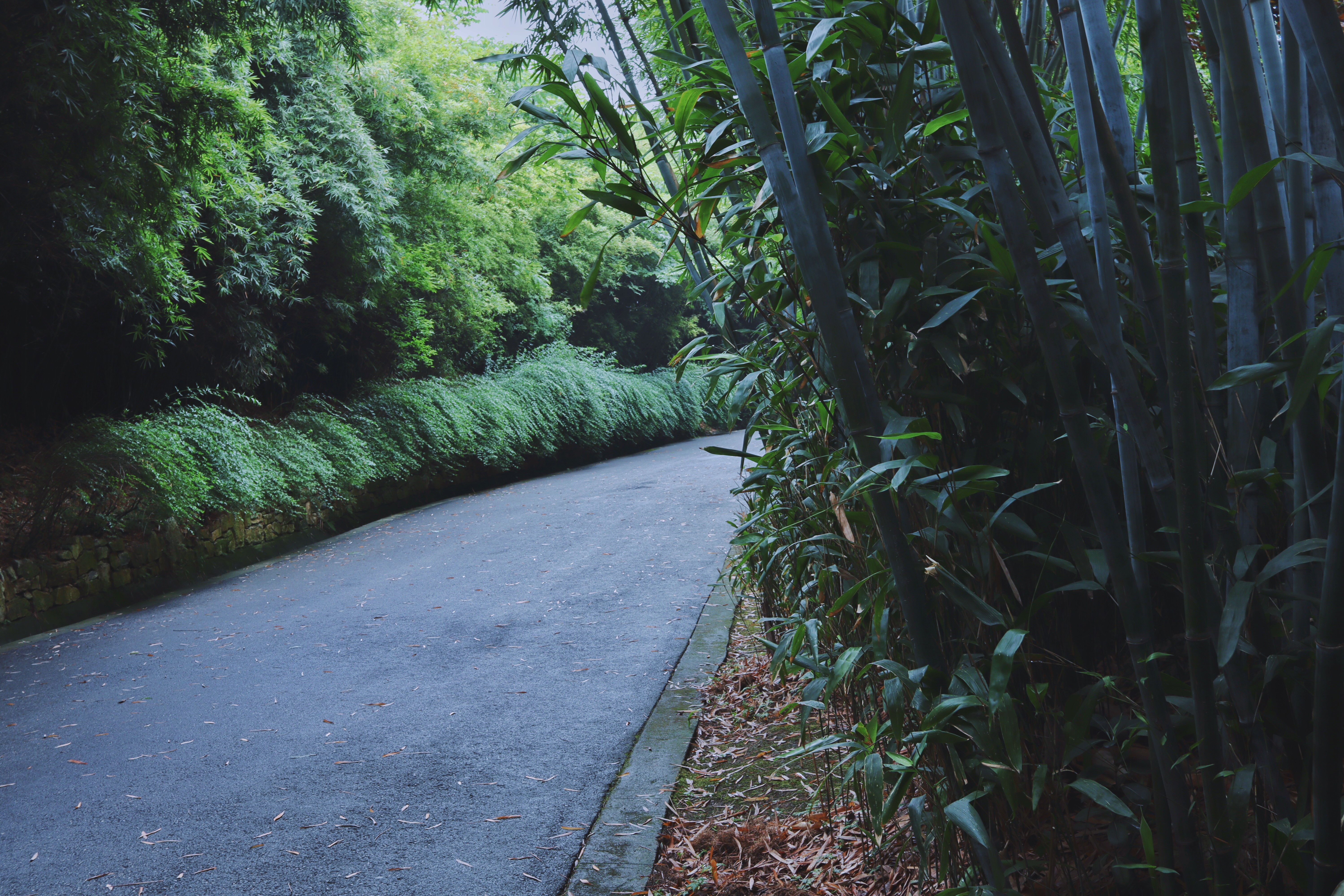 Road through a bamboo forest HD Wallpaper