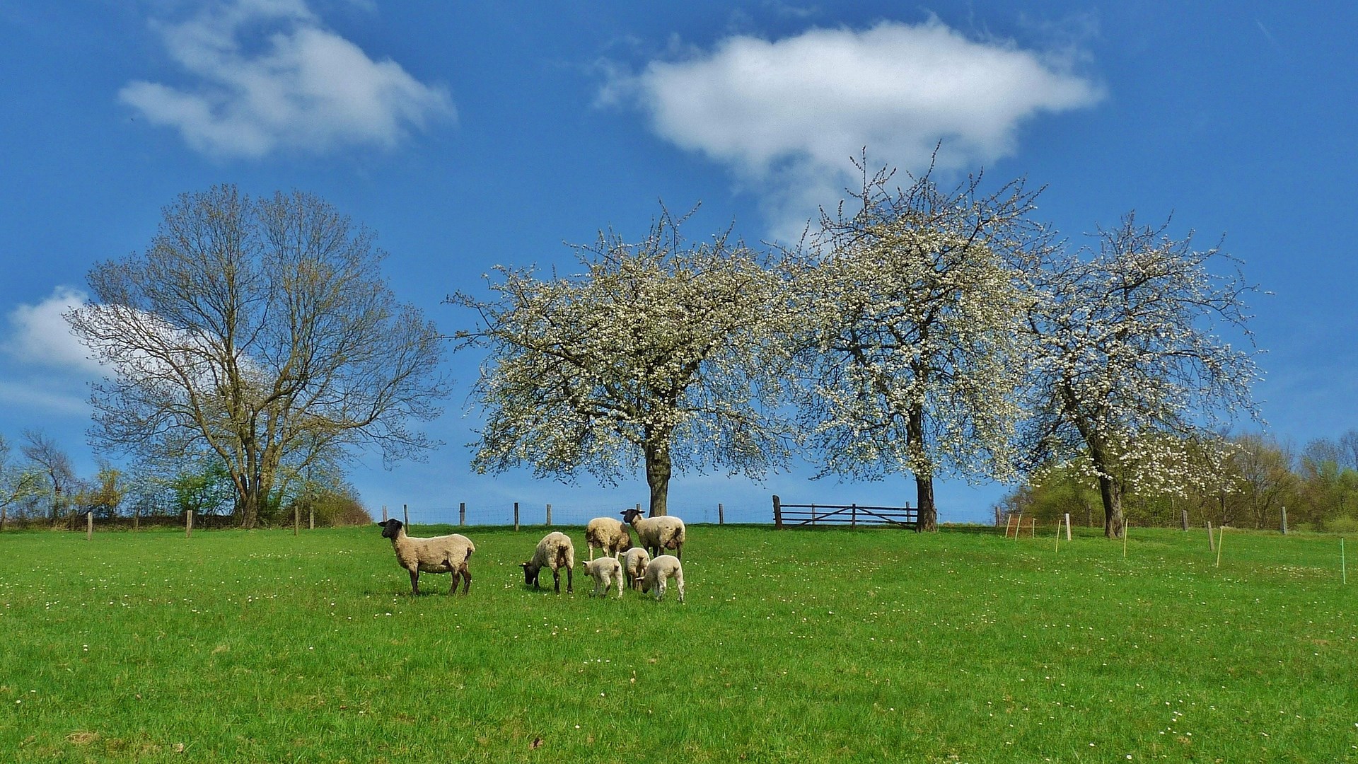 Sheep grazing in a field with blooming trees HD Wallpaper