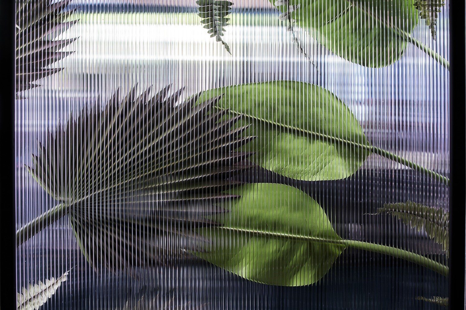 Plants behind ribbed glass HD Wallpaper