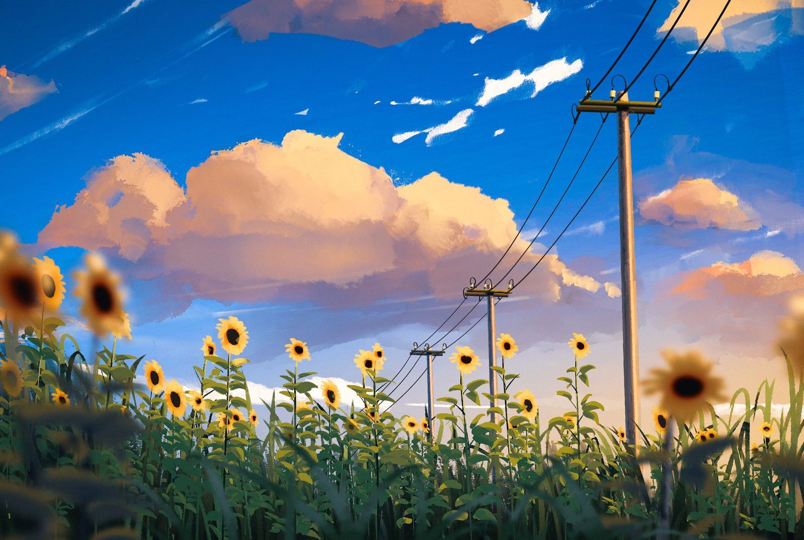 Sunflowers and clouds with power lines HD Wallpaper