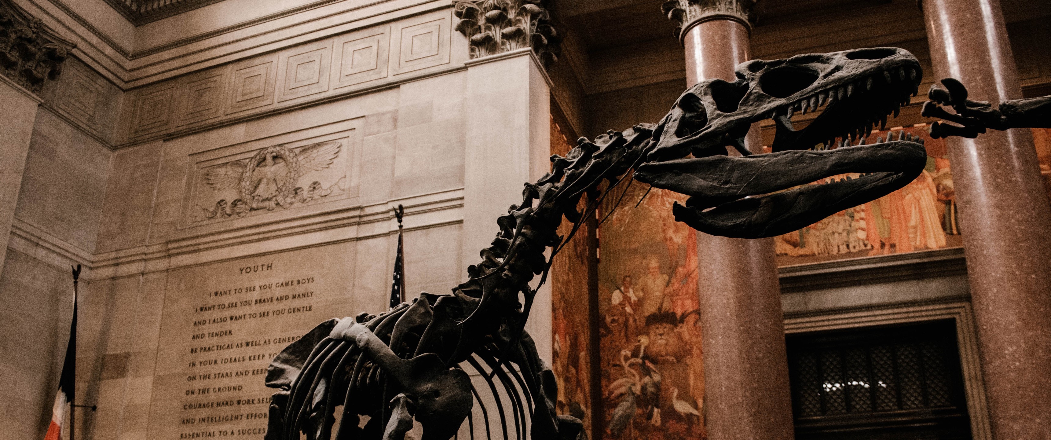 Dinosaur skeleton in a museum HD Wallpaper
