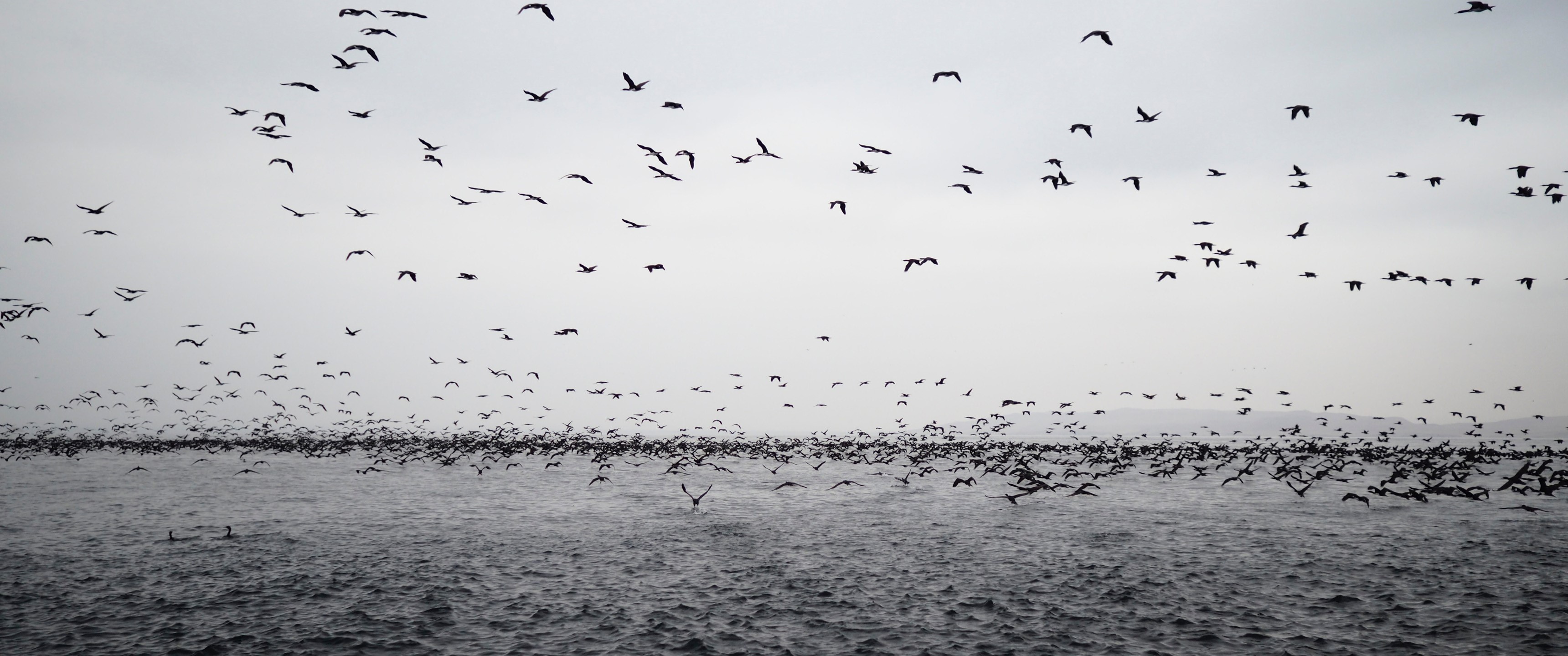 Flock of birds flying over the ocean HD Wallpaper