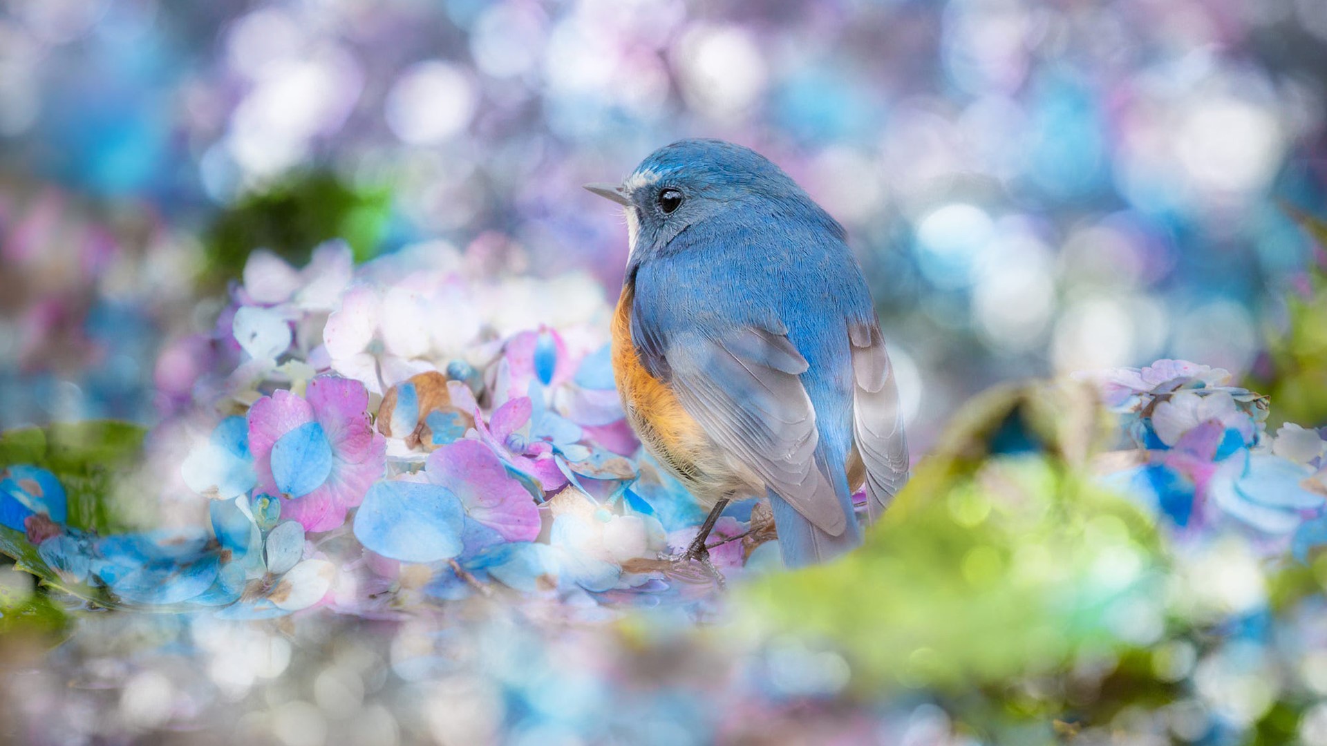 Blue bird perched on colorful flowers HD Wallpaper