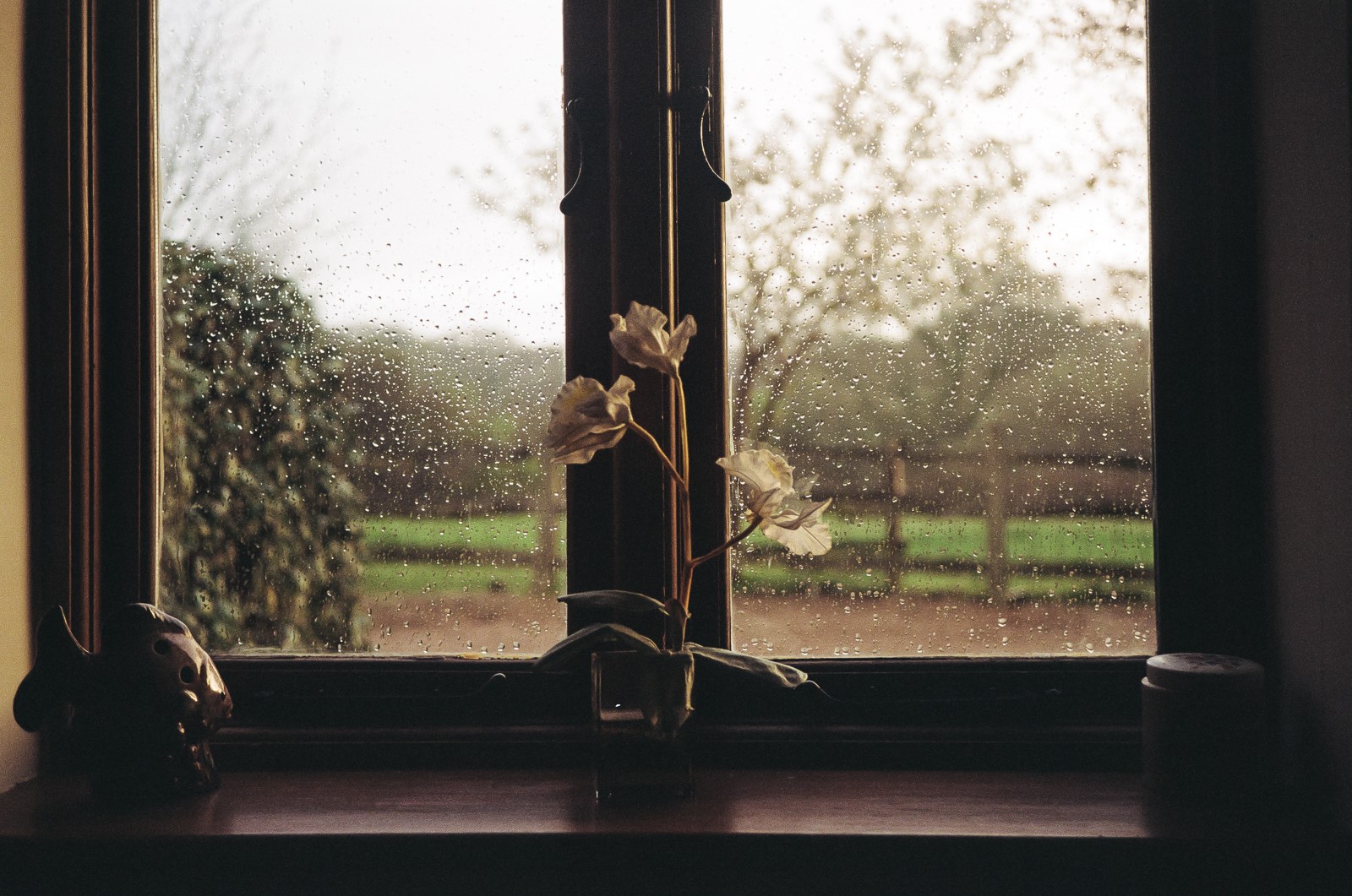 Flowers on a windowsill during a rainy day HD Wallpaper