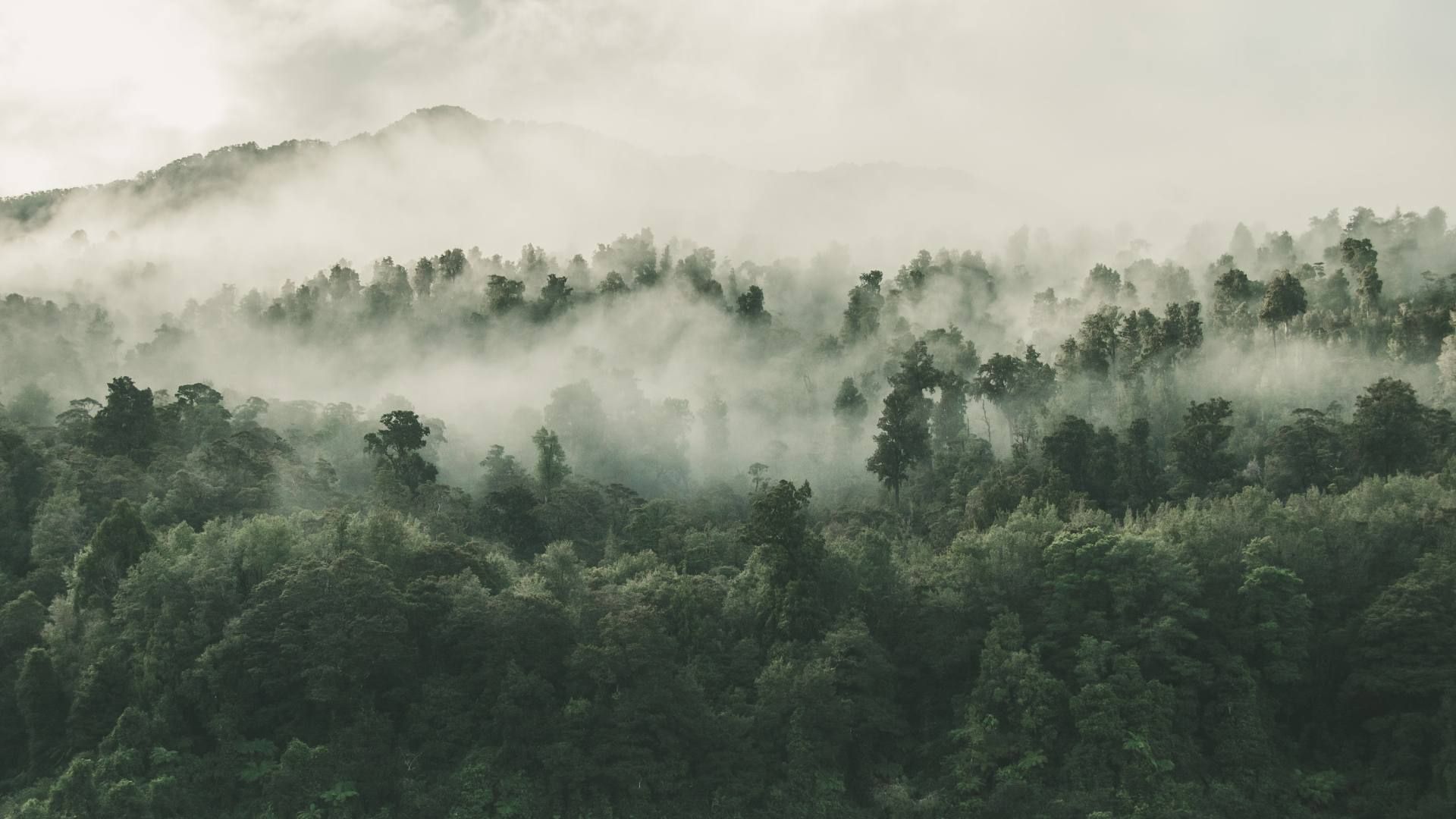 Misty forest landscape in New Zealand HD Wallpaper