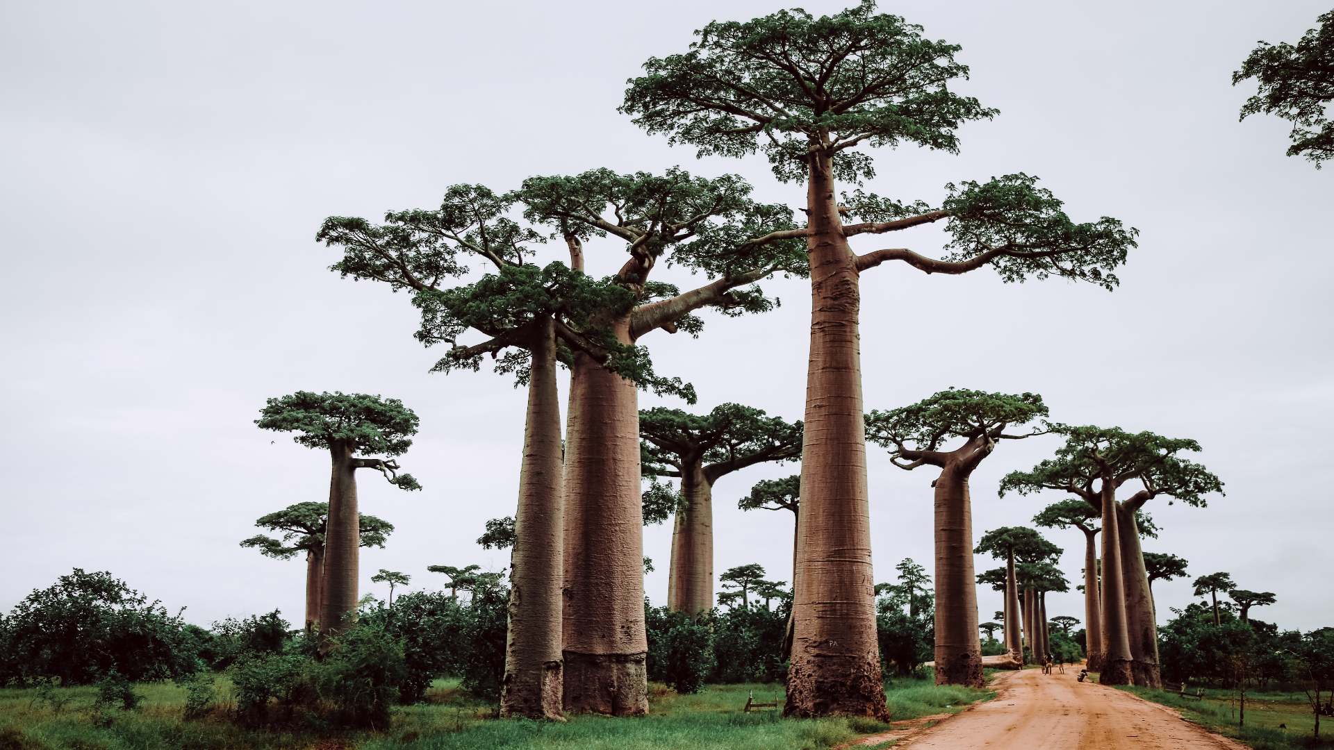 Avenue of Baobab trees in Madagascar HD Wallpaper