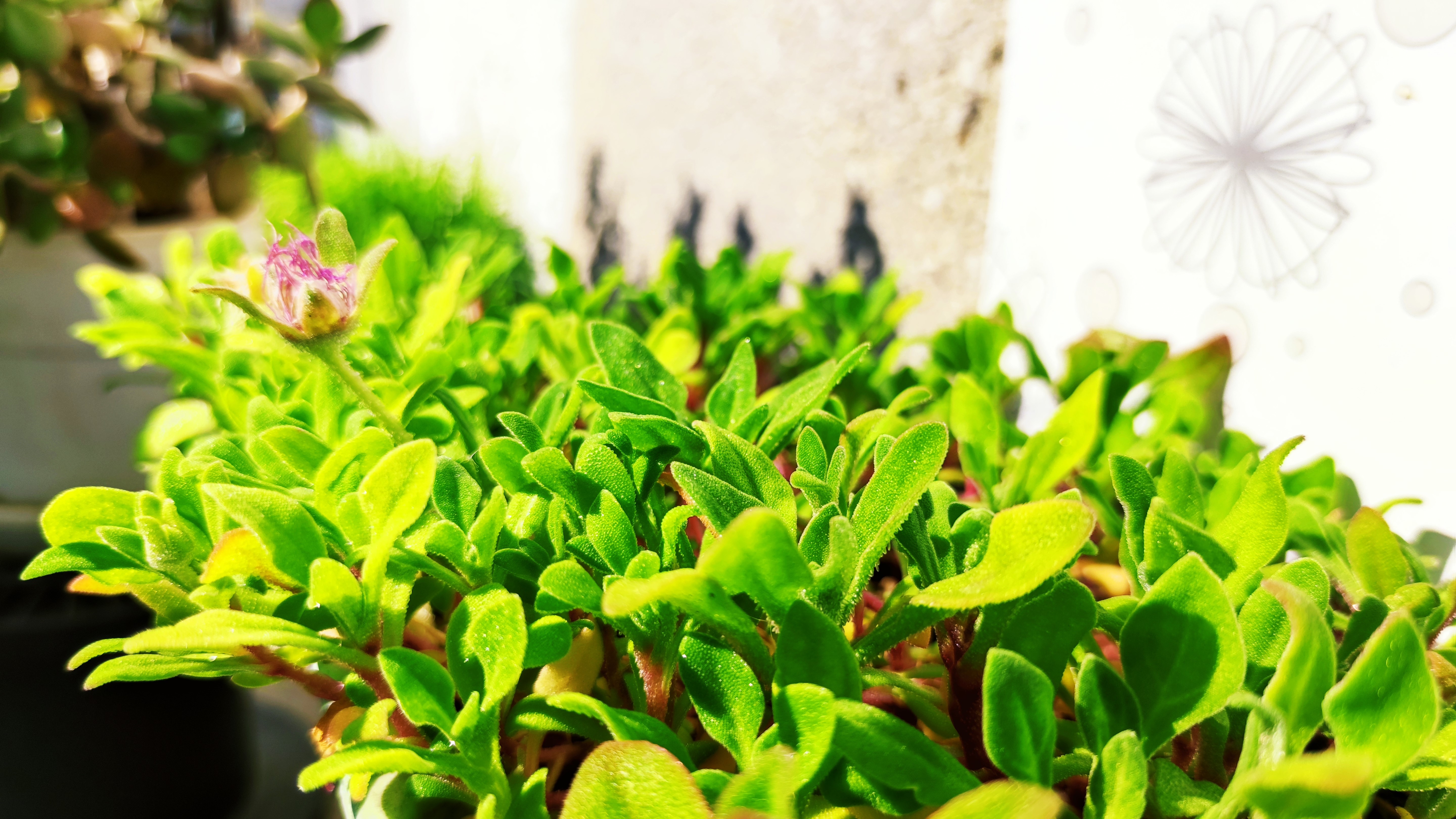 Macro shot of green leaves and a pink flower bud HD Wallpaper