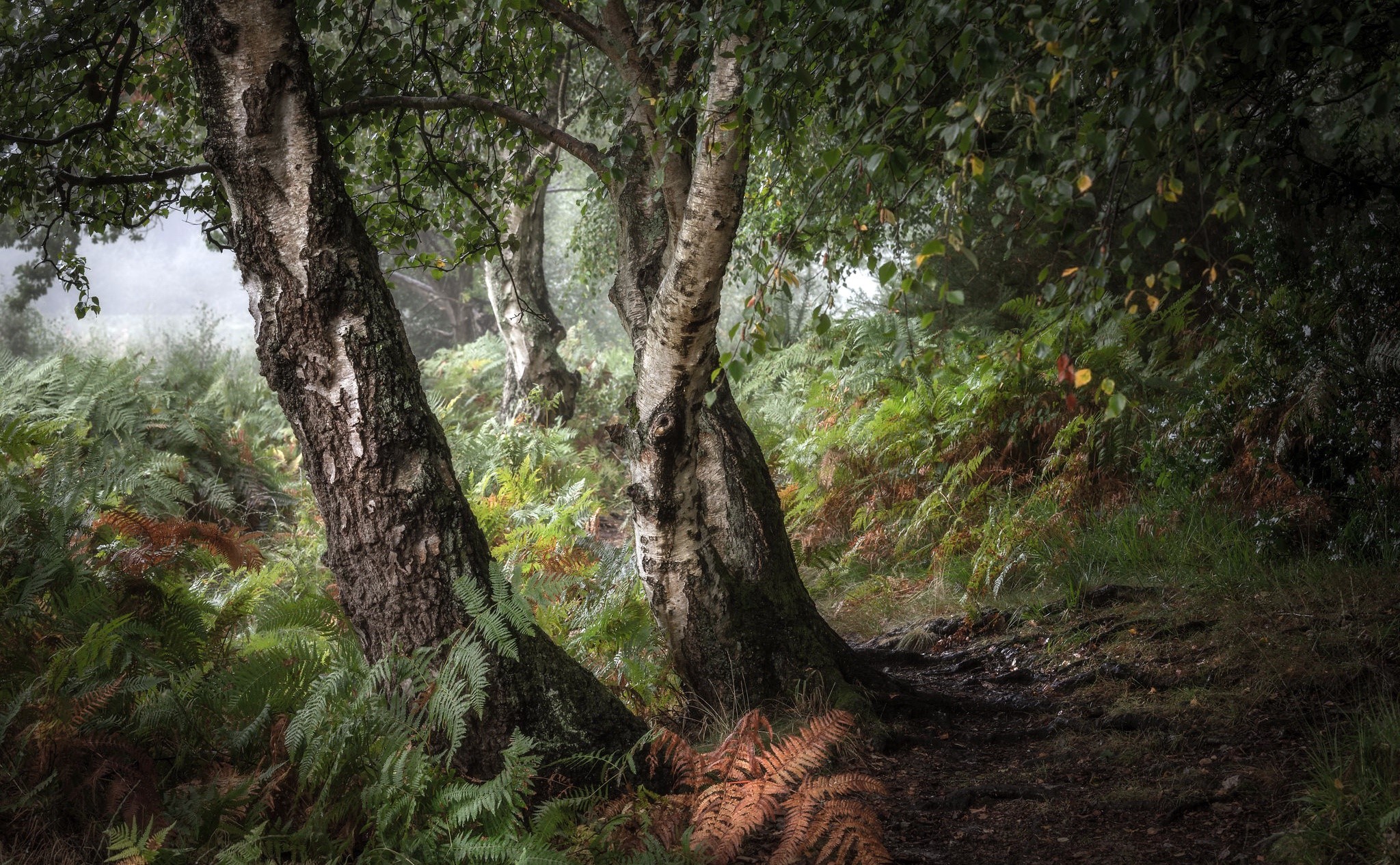 A forest path with birch trees and ferns HD Wallpaper