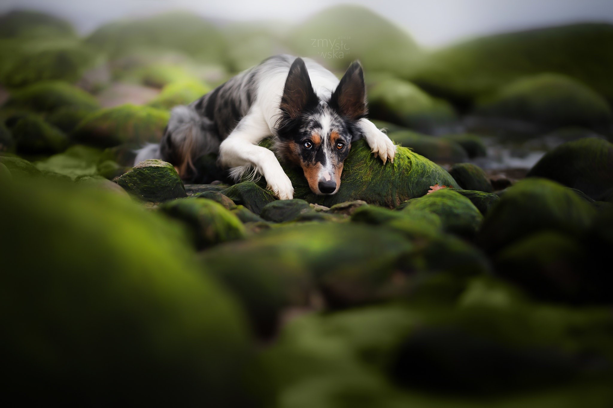 A Border Collie dog rests on mossy rocks HD Wallpaper