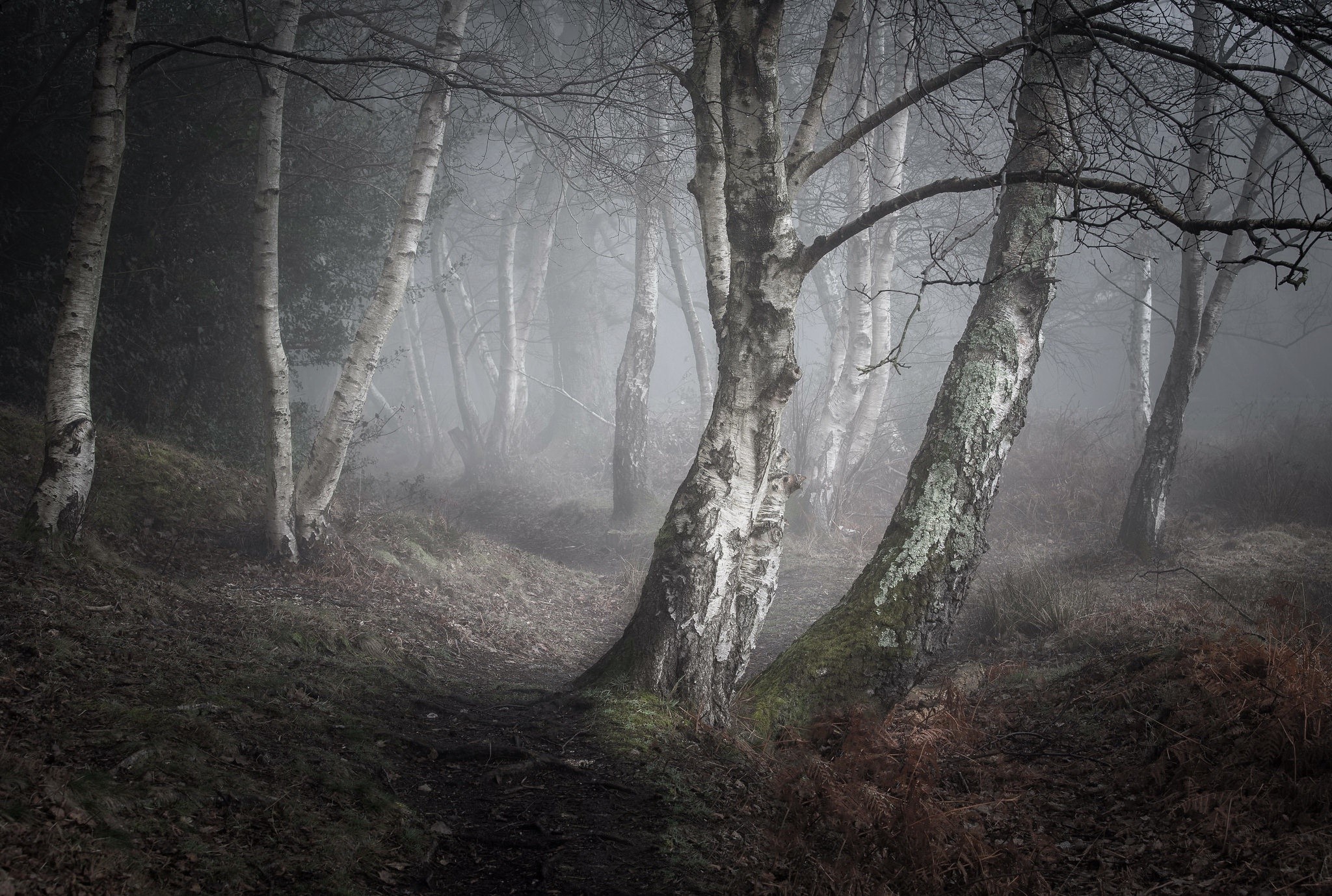 Misty forest with birch trees and a path HD Wallpaper