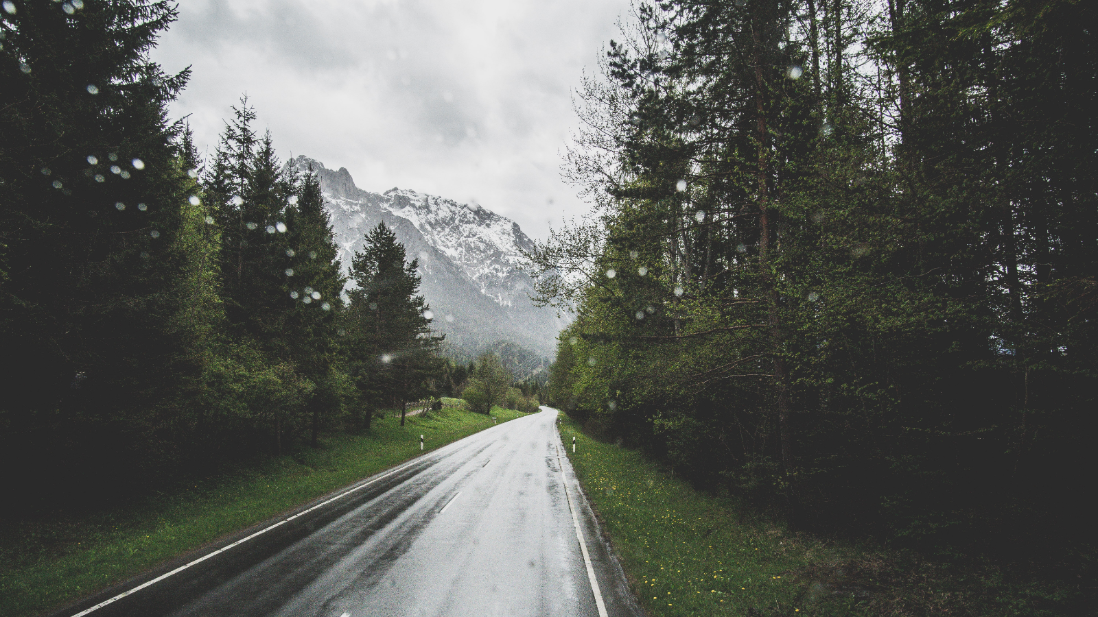 Wet mountain road through a forest in spring HD Wallpaper