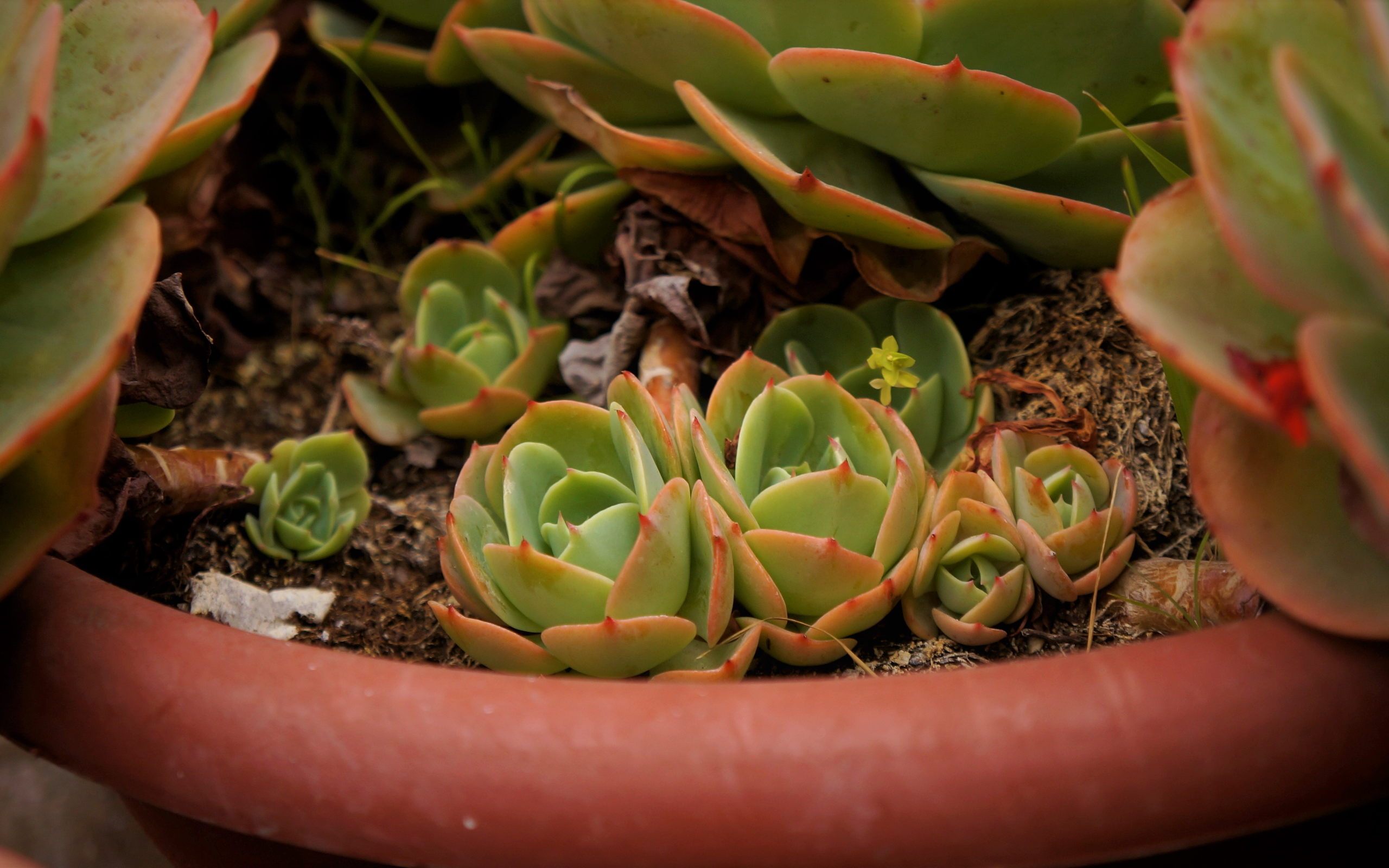 Succulents in a terracotta pot HD Wallpaper