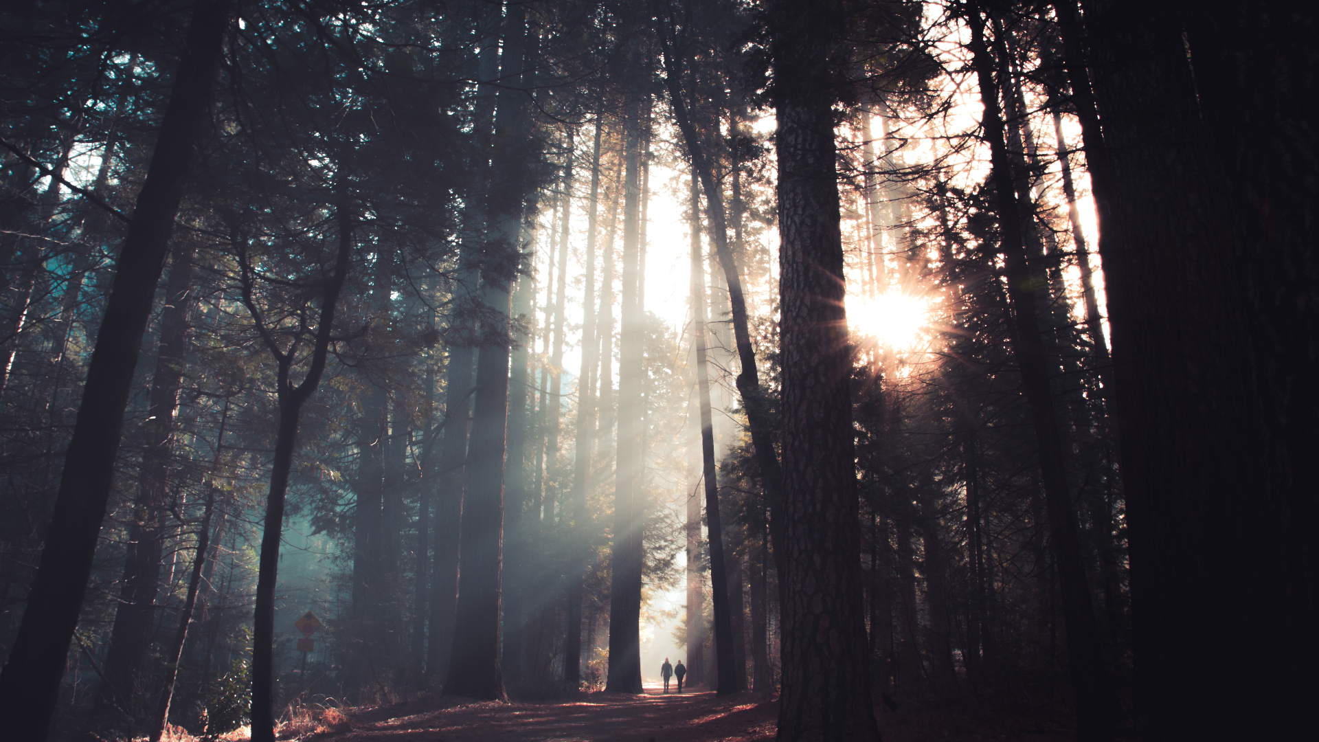 Sunlight filtering through trees in a misty forest HD Wallpaper