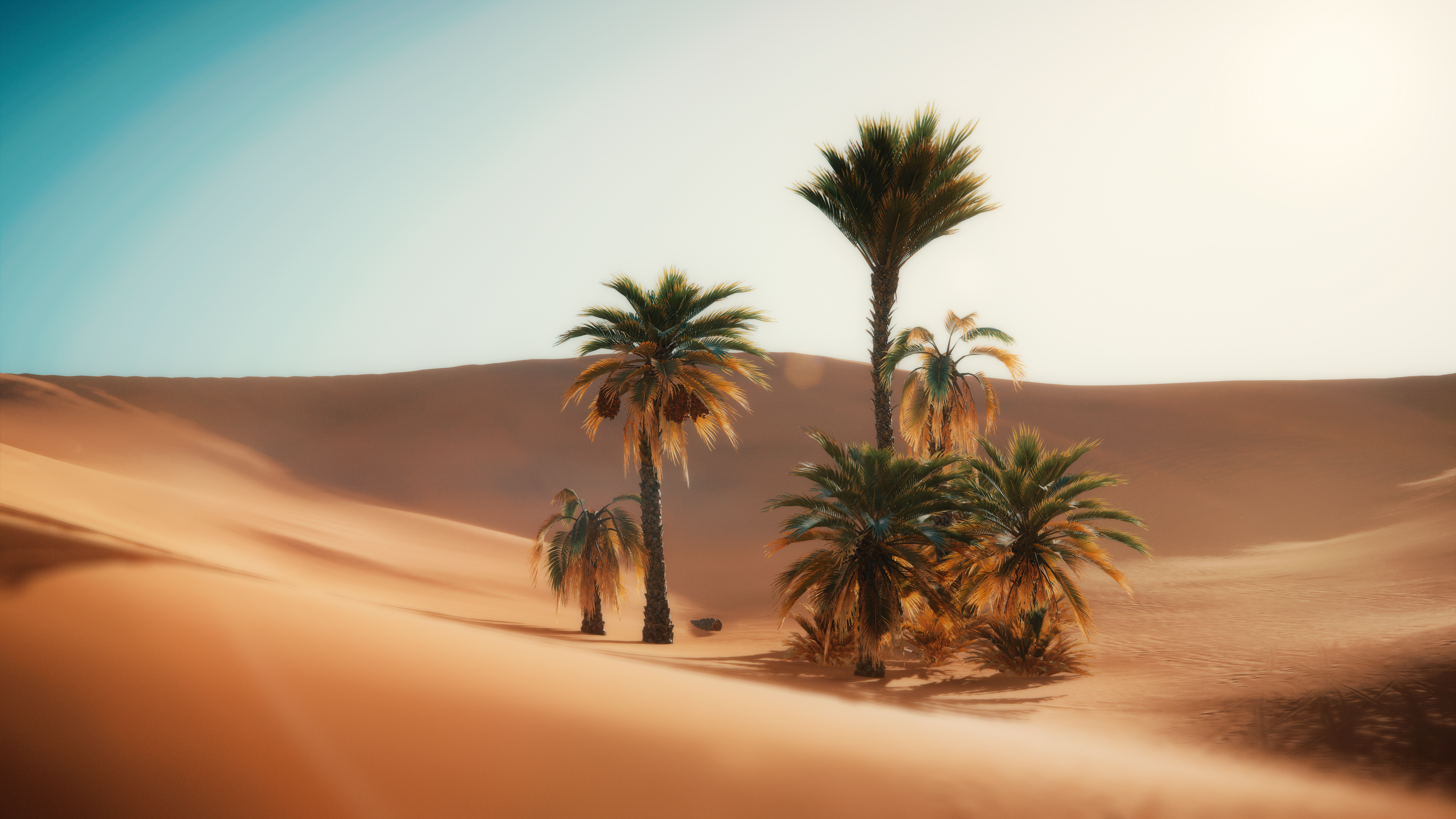 4K desert landscape with palm trees and dunes HD Wallpaper