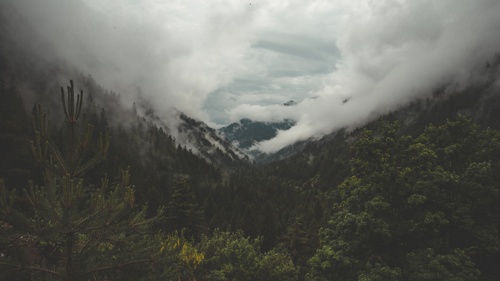 Misty mountains and forest landscape HD Wallpaper