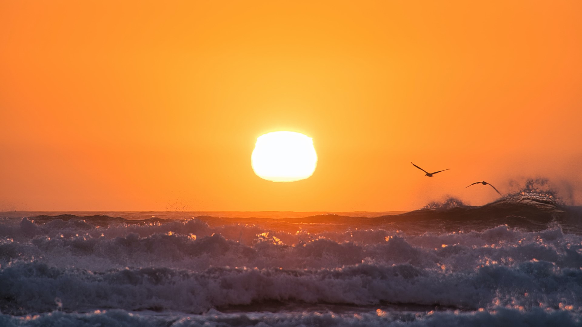 Sunset over ocean with birds and waves HD Wallpaper