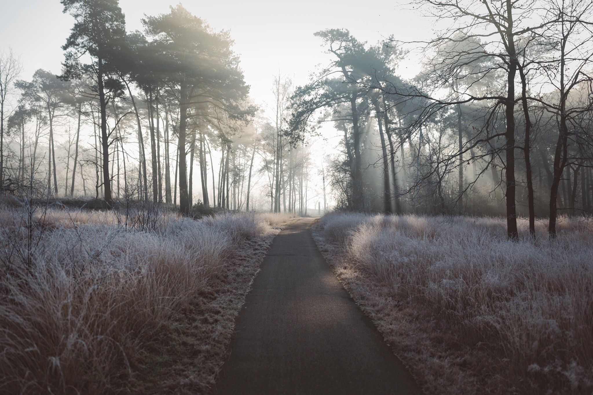 Winter forest path with frost-covered grass and trees HD Wallpaper