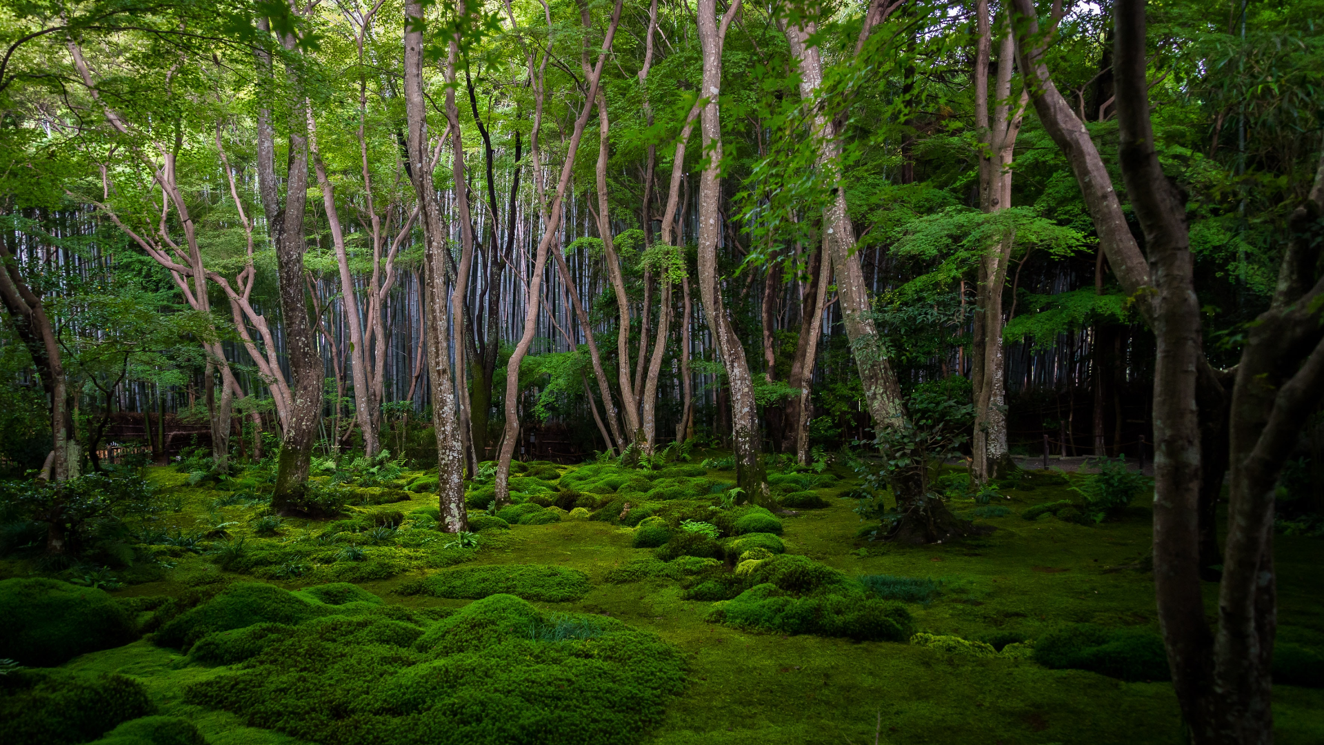 Mossy forest floor with bamboo and trees in Japan HD Wallpaper