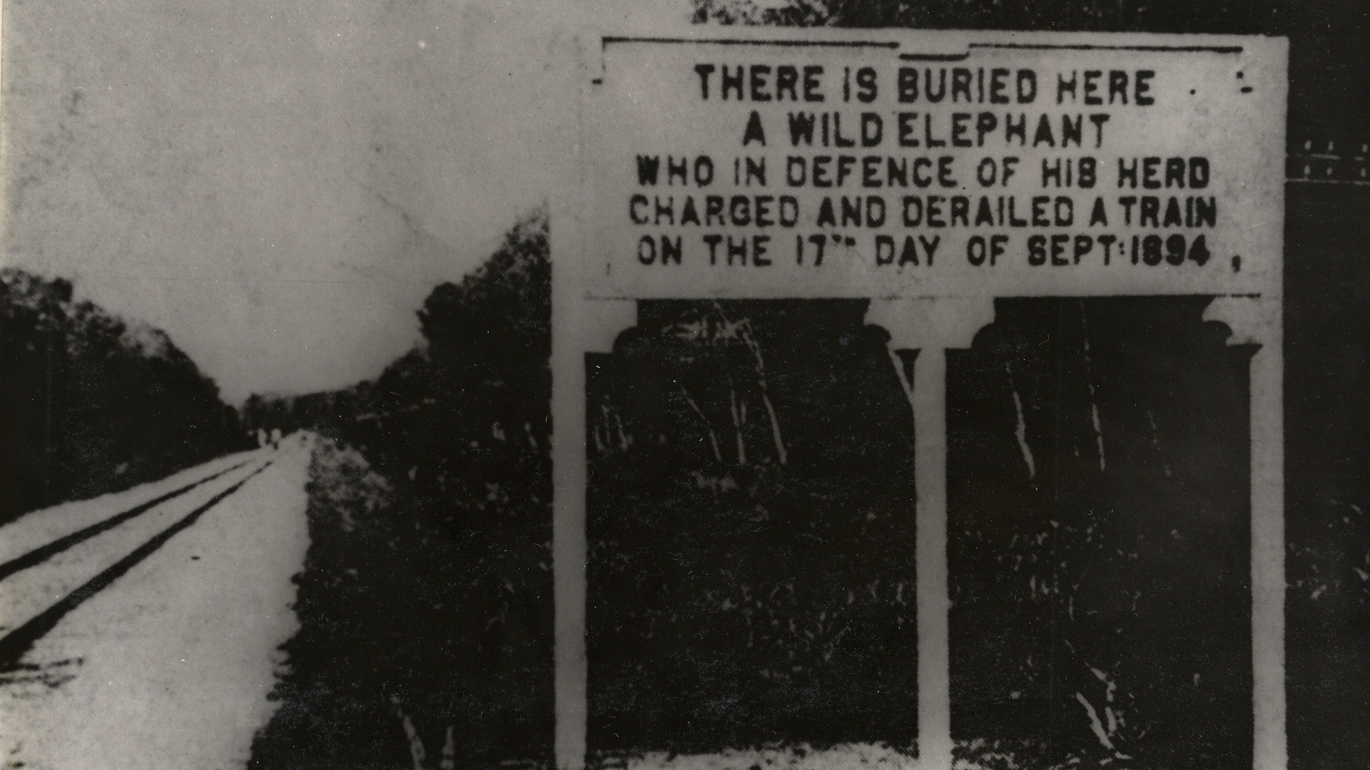 Sign about a wild elephant derailing a train in 1894 HD Wallpaper