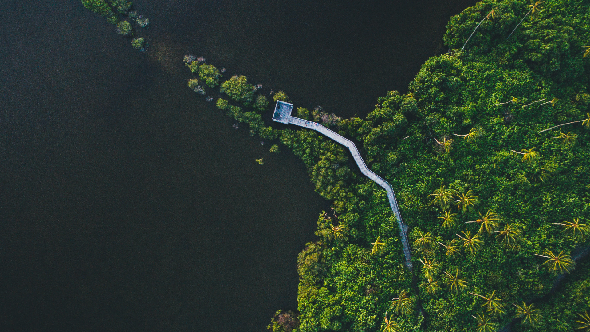 Aerial view of a wooden walkway through a mangrove forest HD Wallpaper
