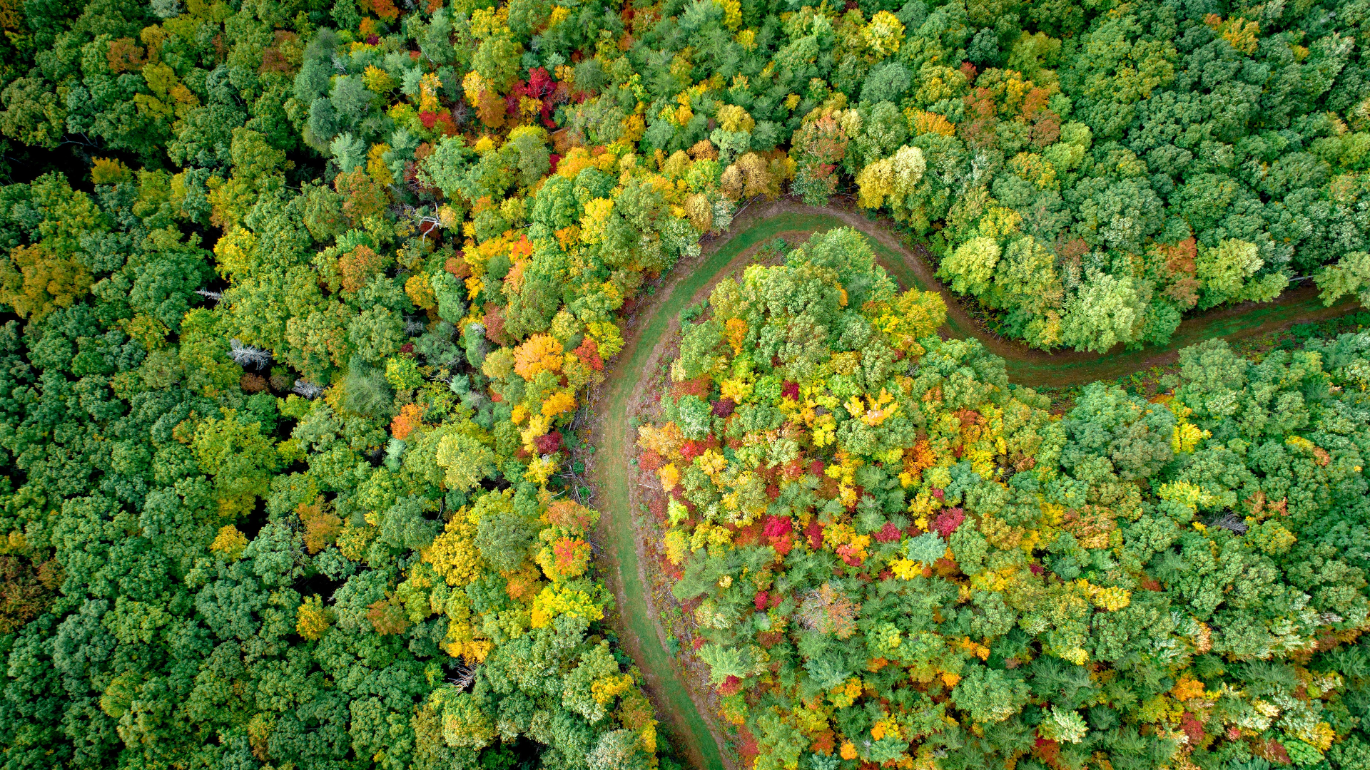Aerial view of a winding road through a colorful autumn forest HD Wallpaper