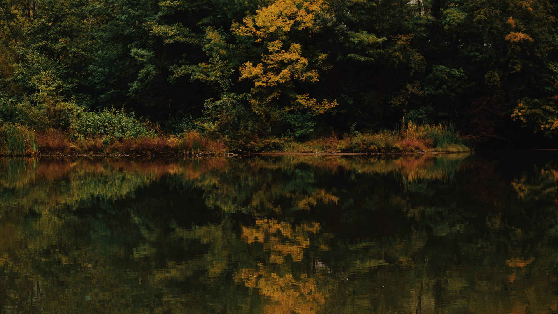 Trees reflecting in a lake during fall HD Wallpaper