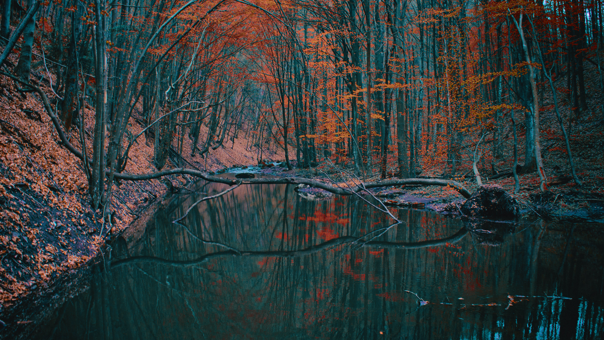 Autumn forest with a river and fallen tree HD Wallpaper