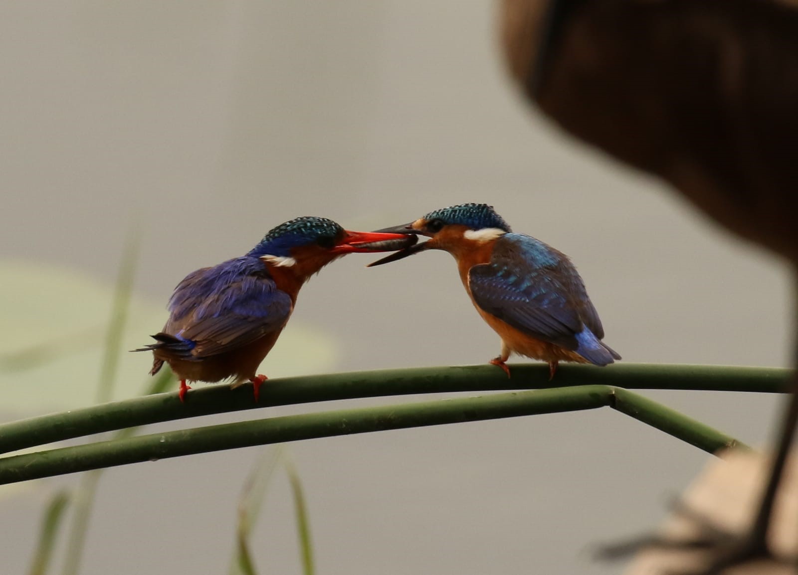 Two kingfishers feeding a fish on a branch HD Wallpaper