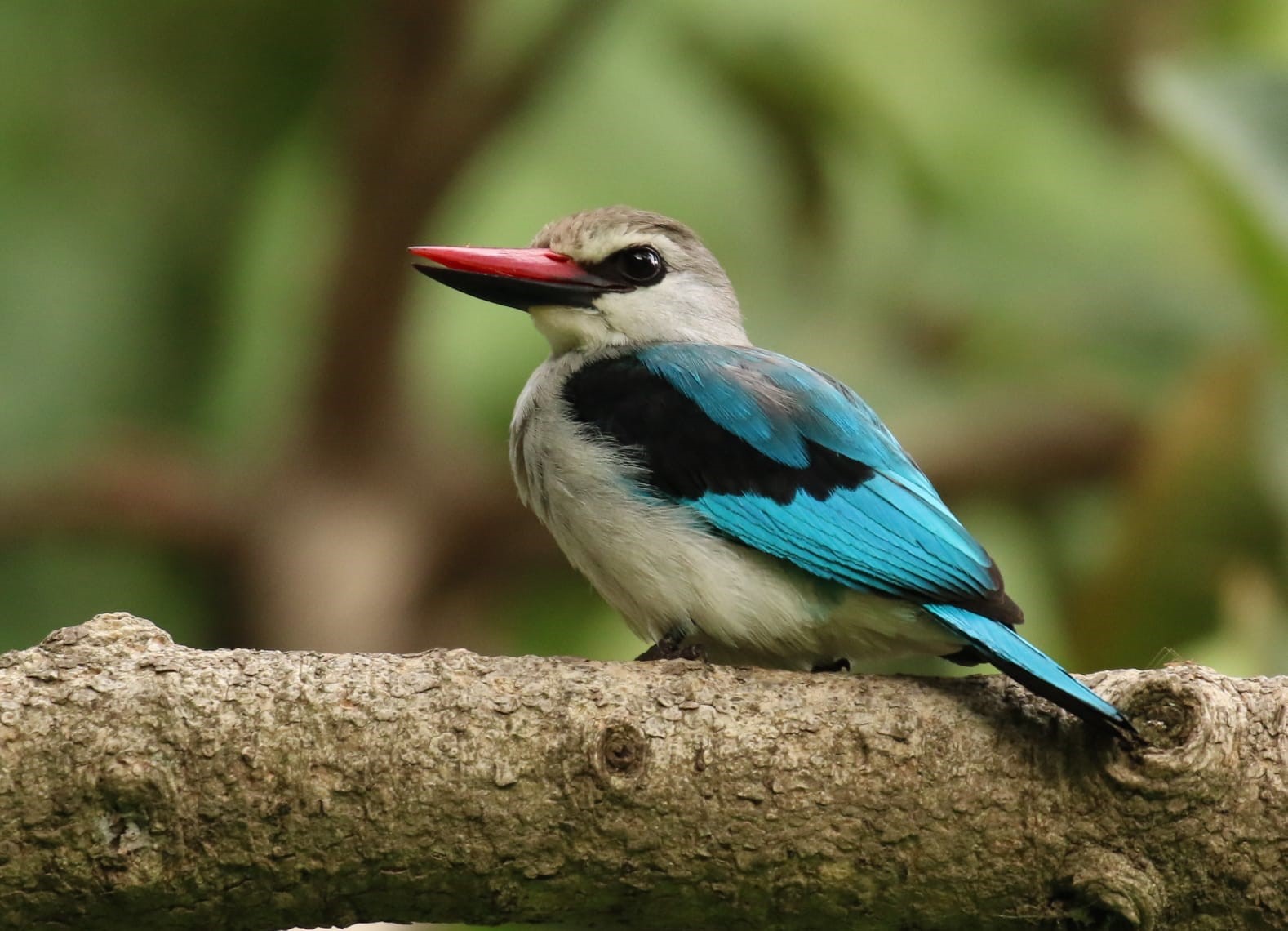 Grey-headed Kingfisher perched on a branch HD Wallpaper