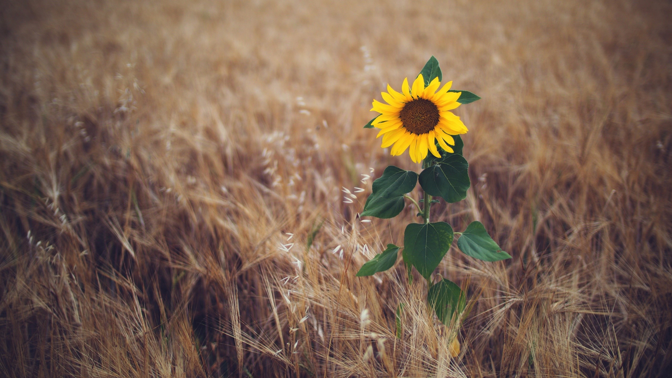 Sunflower in a field of wheat HD Wallpaper