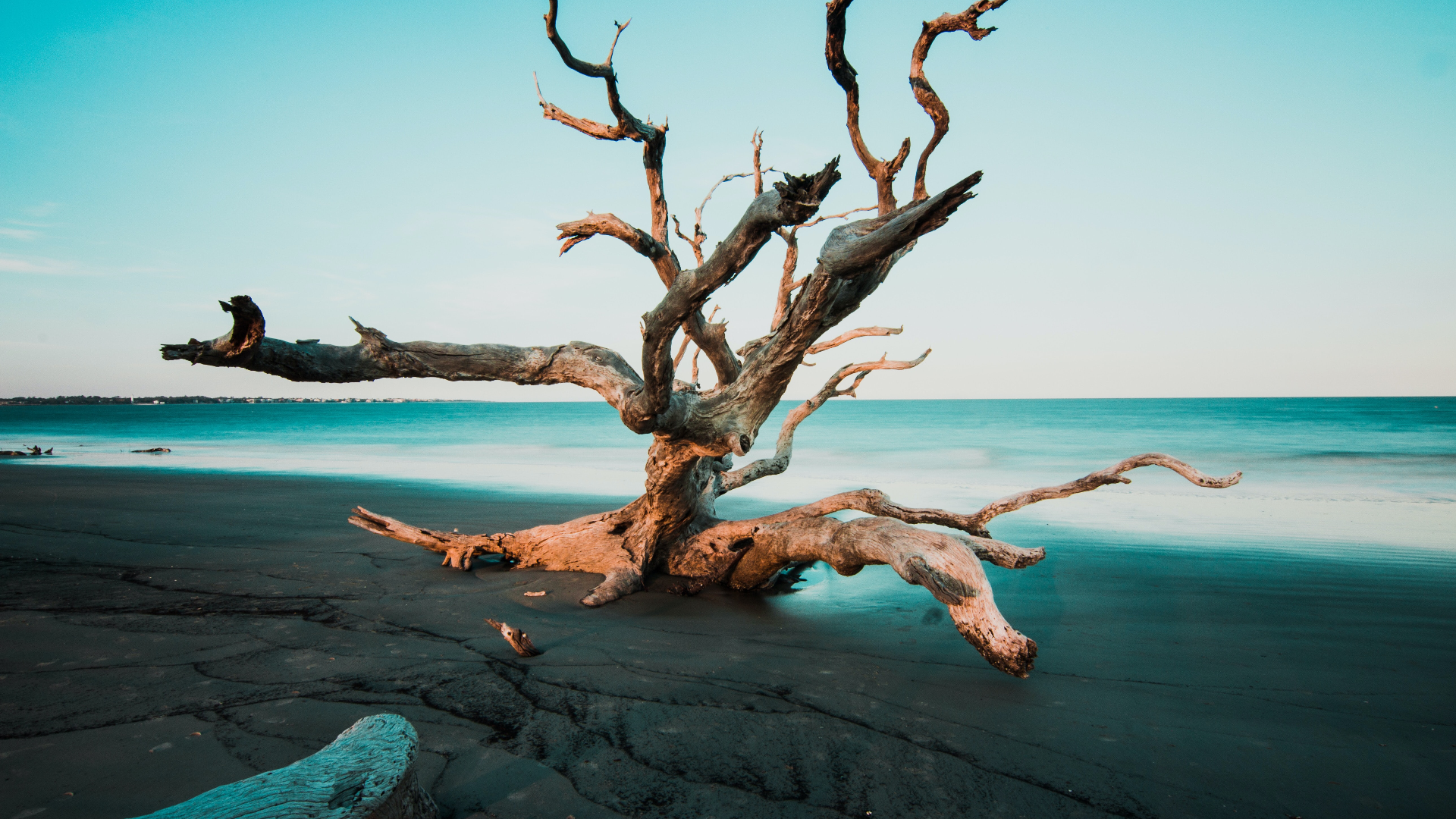 Driftwood tree on a black sand beach in Georgia, USA HD Wallpaper