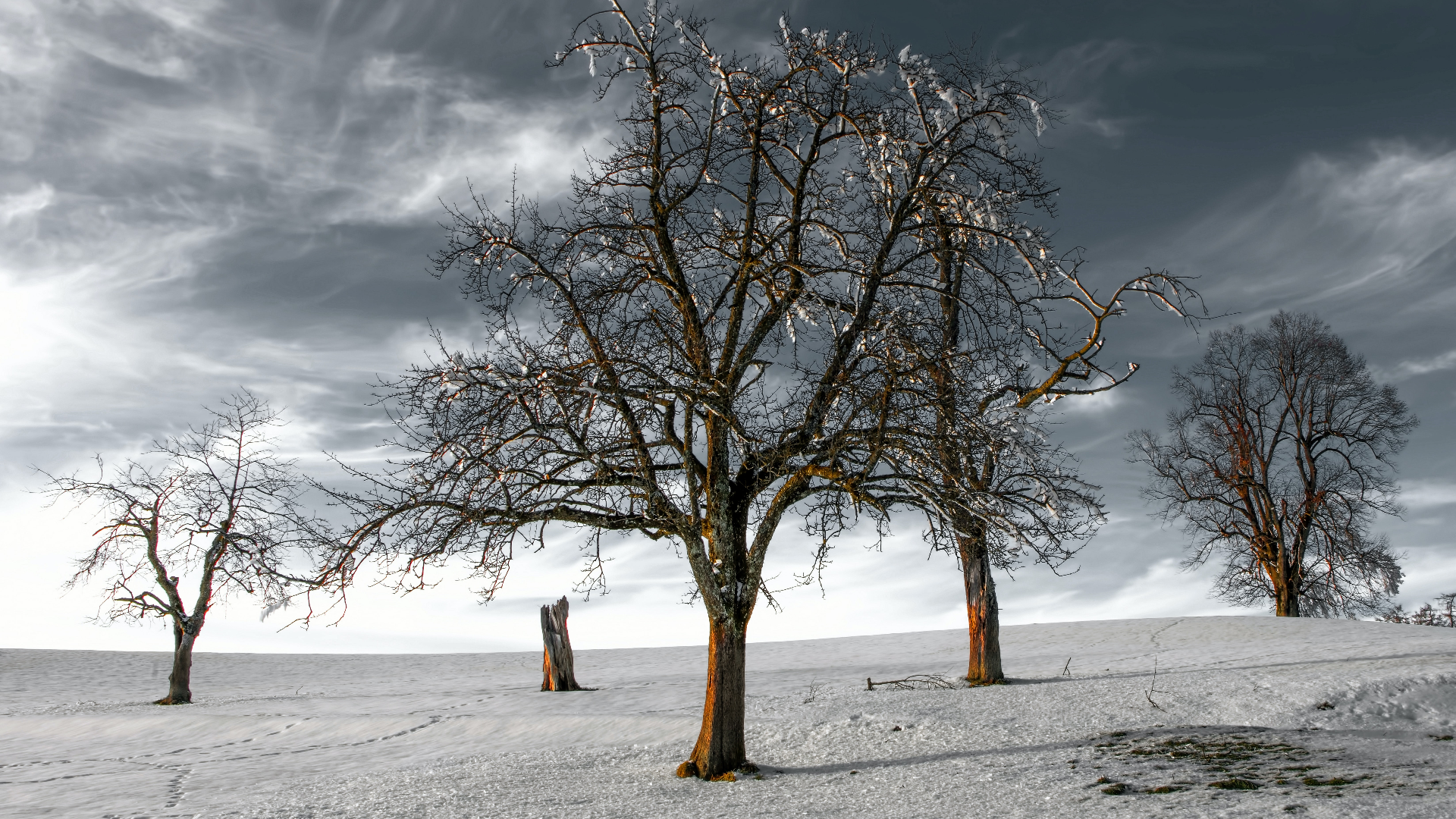 Bare trees in a snowy landscape under a cloudy sky HD Wallpaper