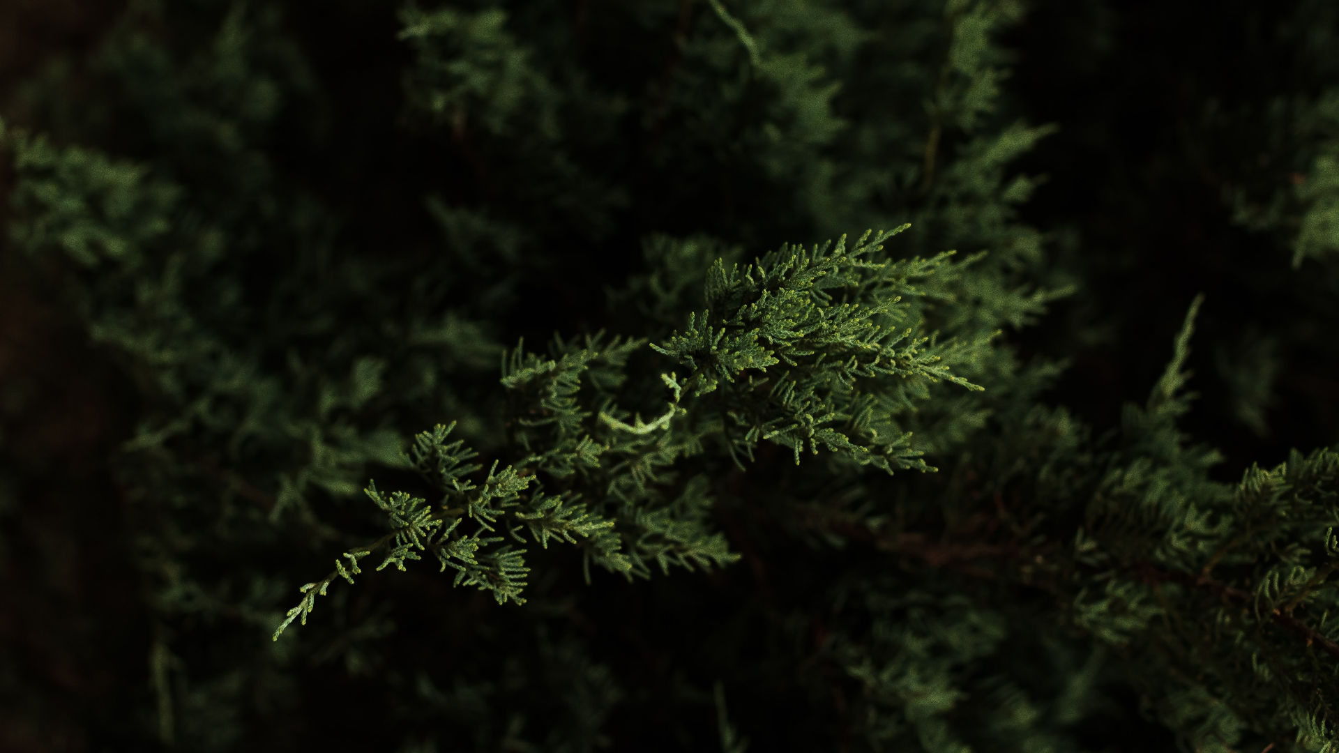 Close-up of green pine needles with shallow depth of field HD Wallpaper