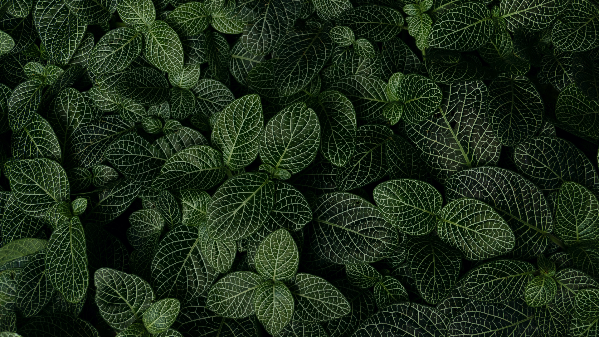 Close-up of Fittonia albivenis leaves with intricate white veins HD Wallpaper