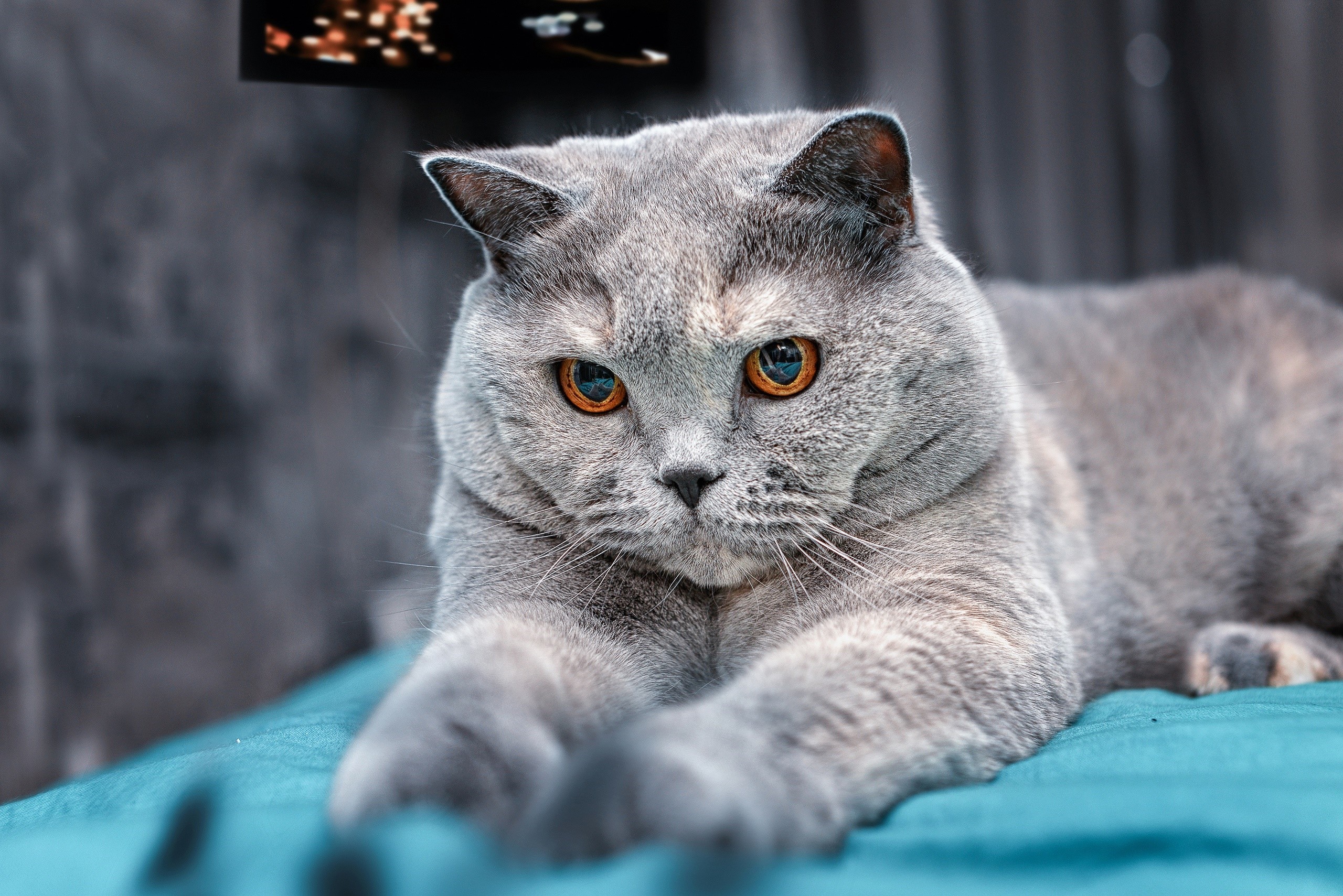 British Shorthair cat with orange eyes HD Wallpaper