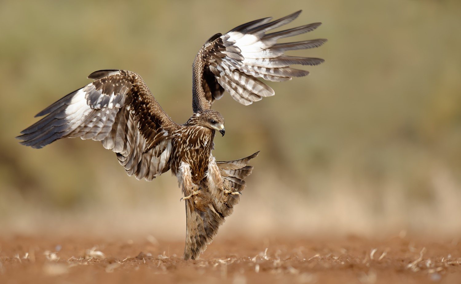 Black kite bird of prey in flight HD Wallpaper