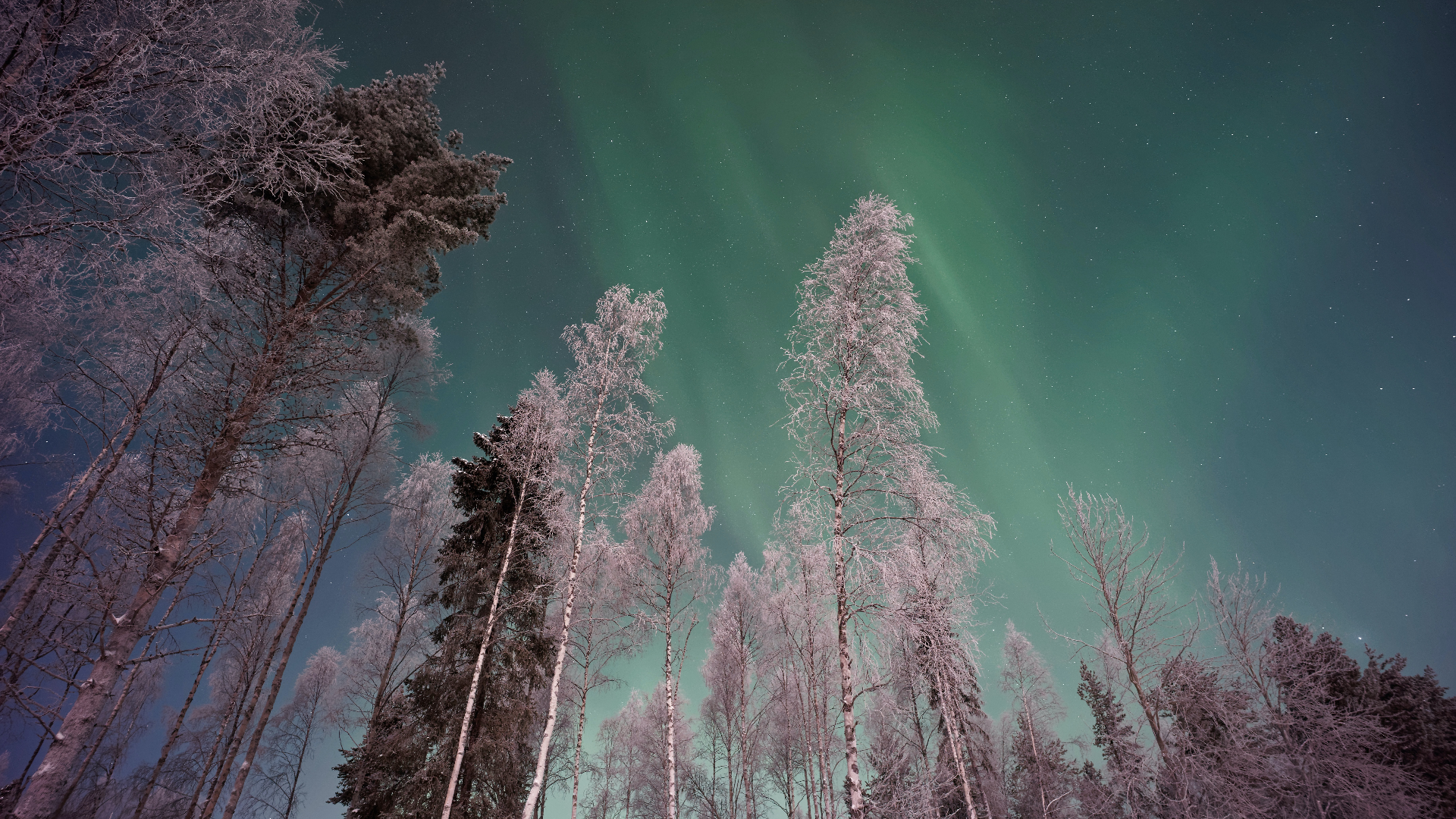 Aurora Borealis over snow-covered trees in Finland HD Wallpaper