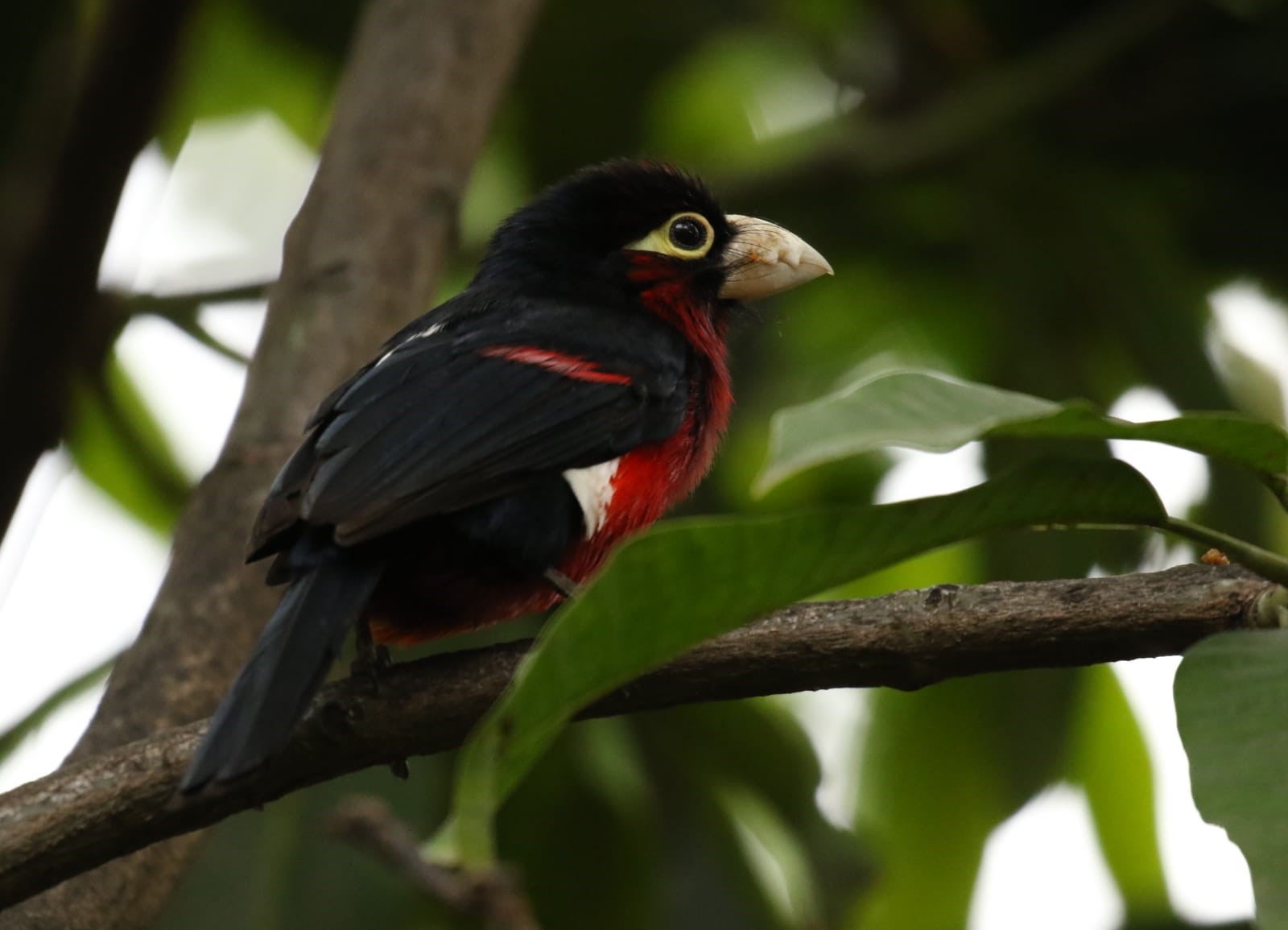 Black-breasted Barbet perched on a branch HD Wallpaper