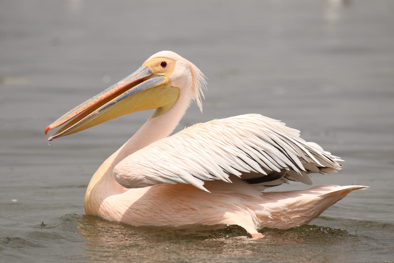 Great White Pelican swimming in water HD Wallpaper