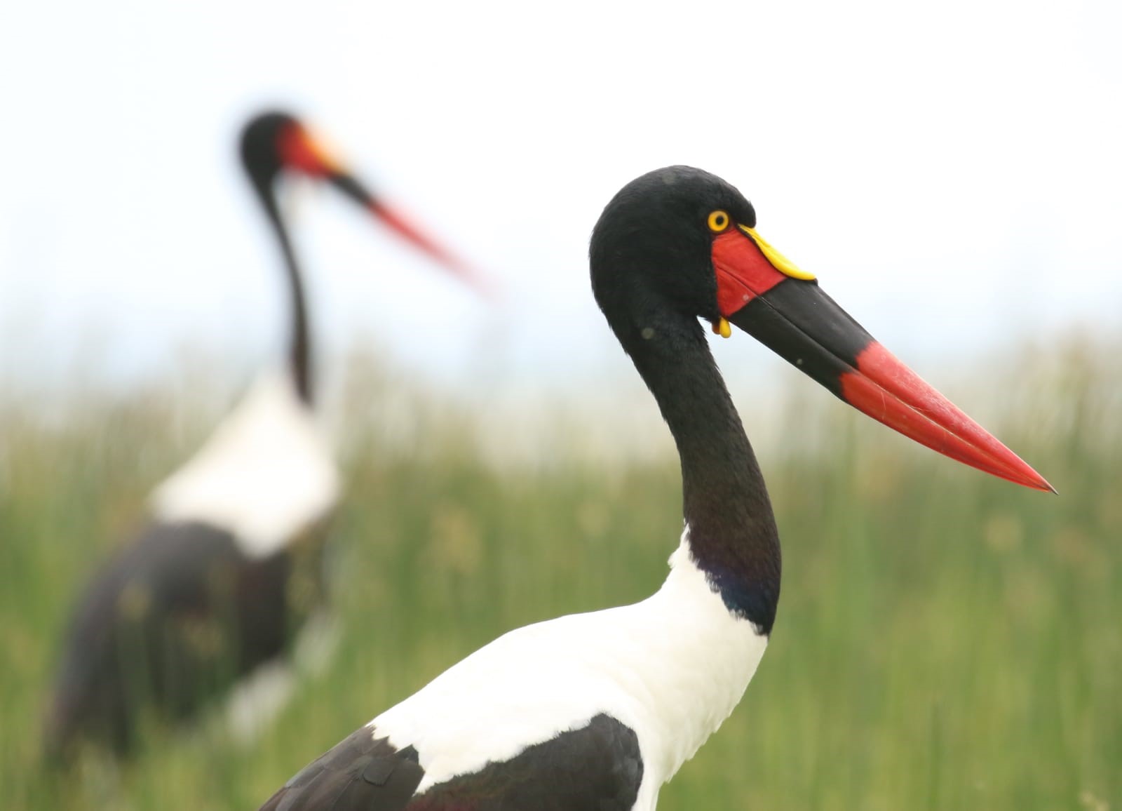 Two Saddle-billed Storks in a Field HD Wallpaper