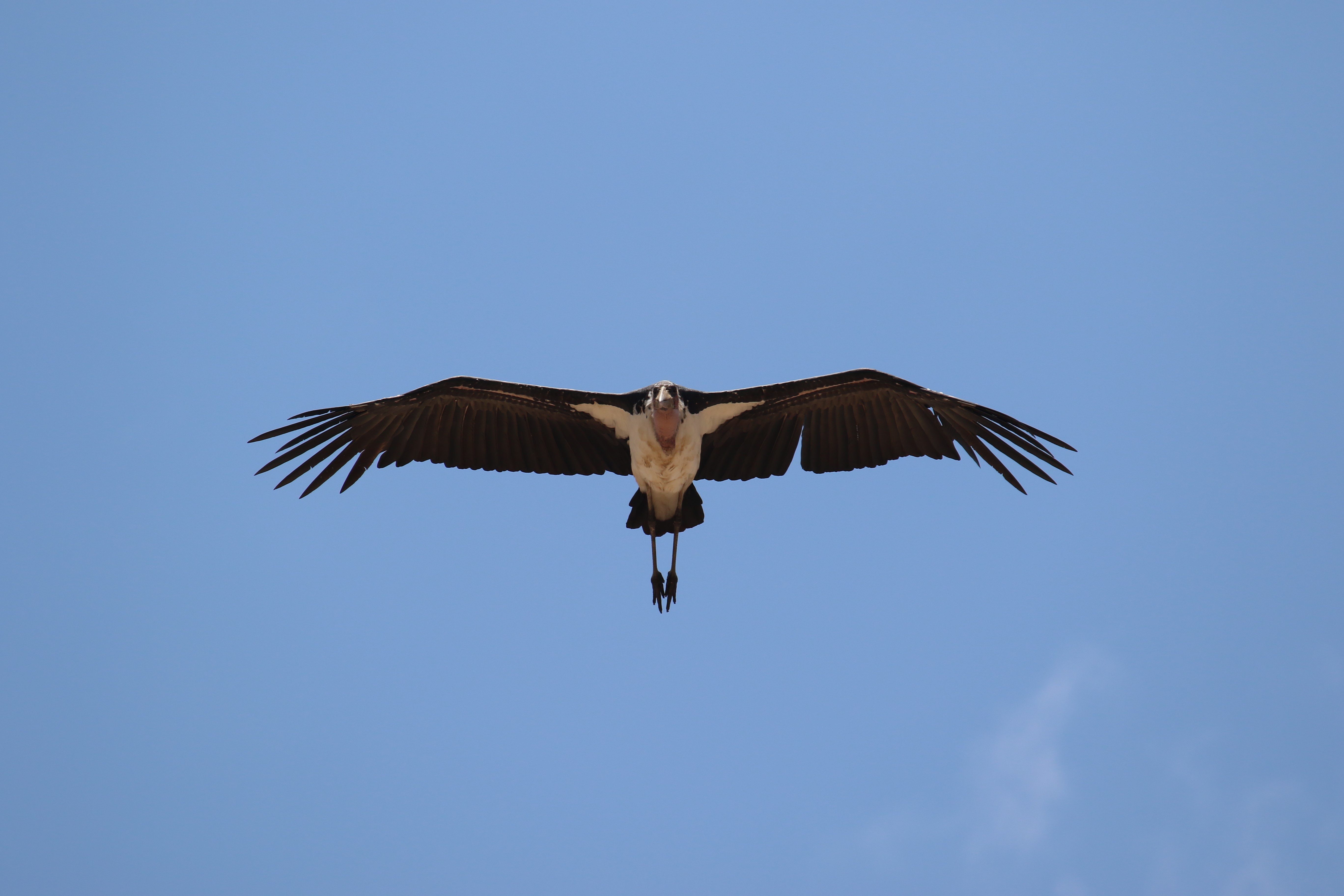 Marabou Stork in Flight HD Wallpaper