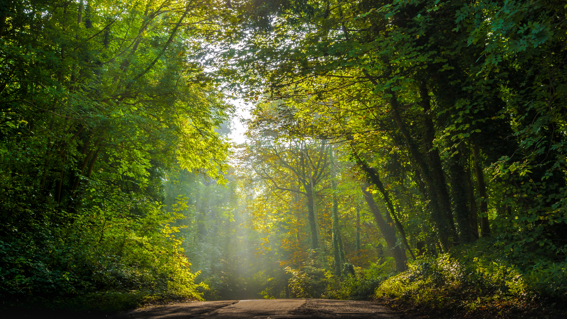 Sunlight filtering through trees onto a road in England HD Wallpaper