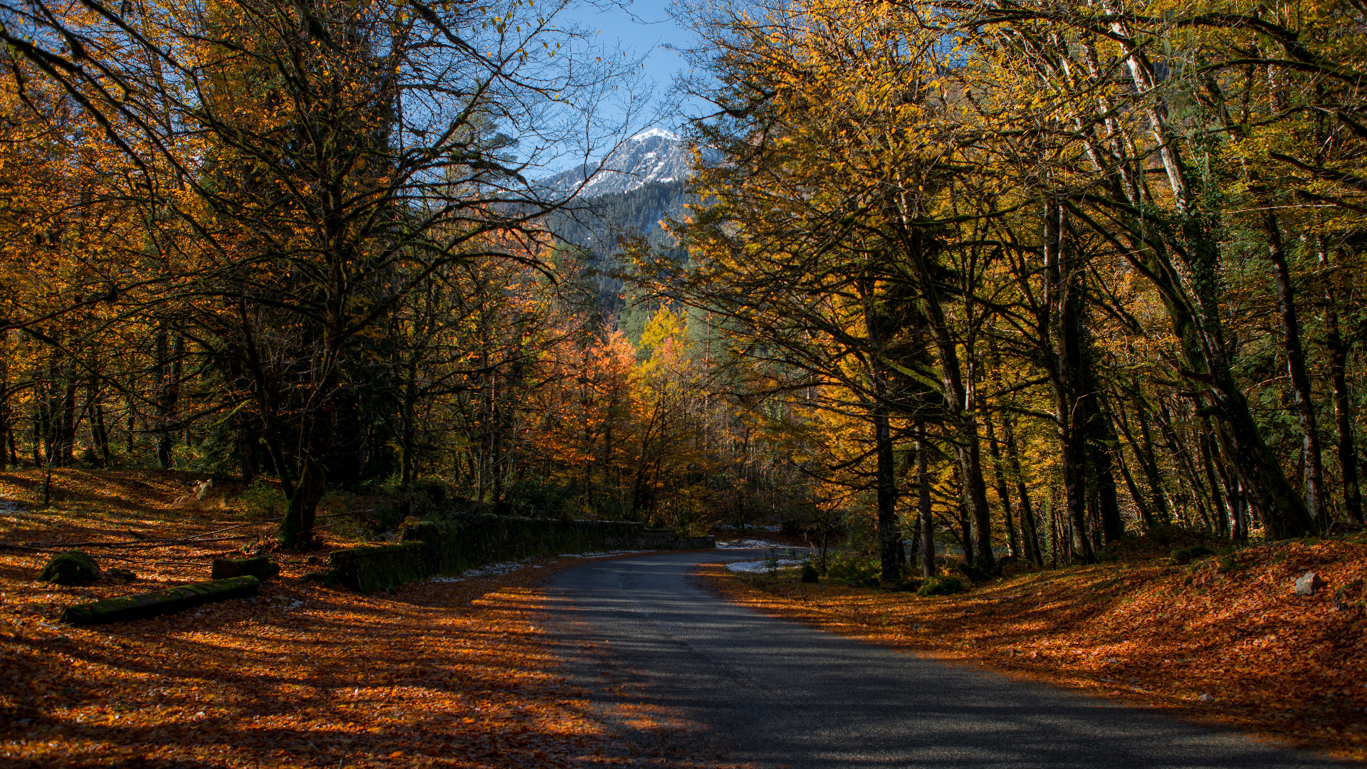 Road through an autumn forest with mountains HD Wallpaper