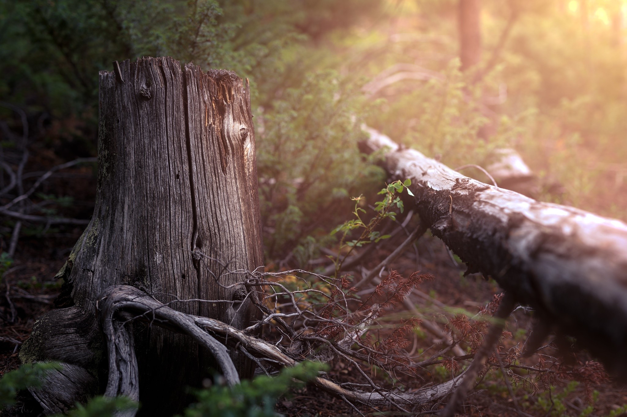 Forest scene with a tree stump and fallen log HD Wallpaper