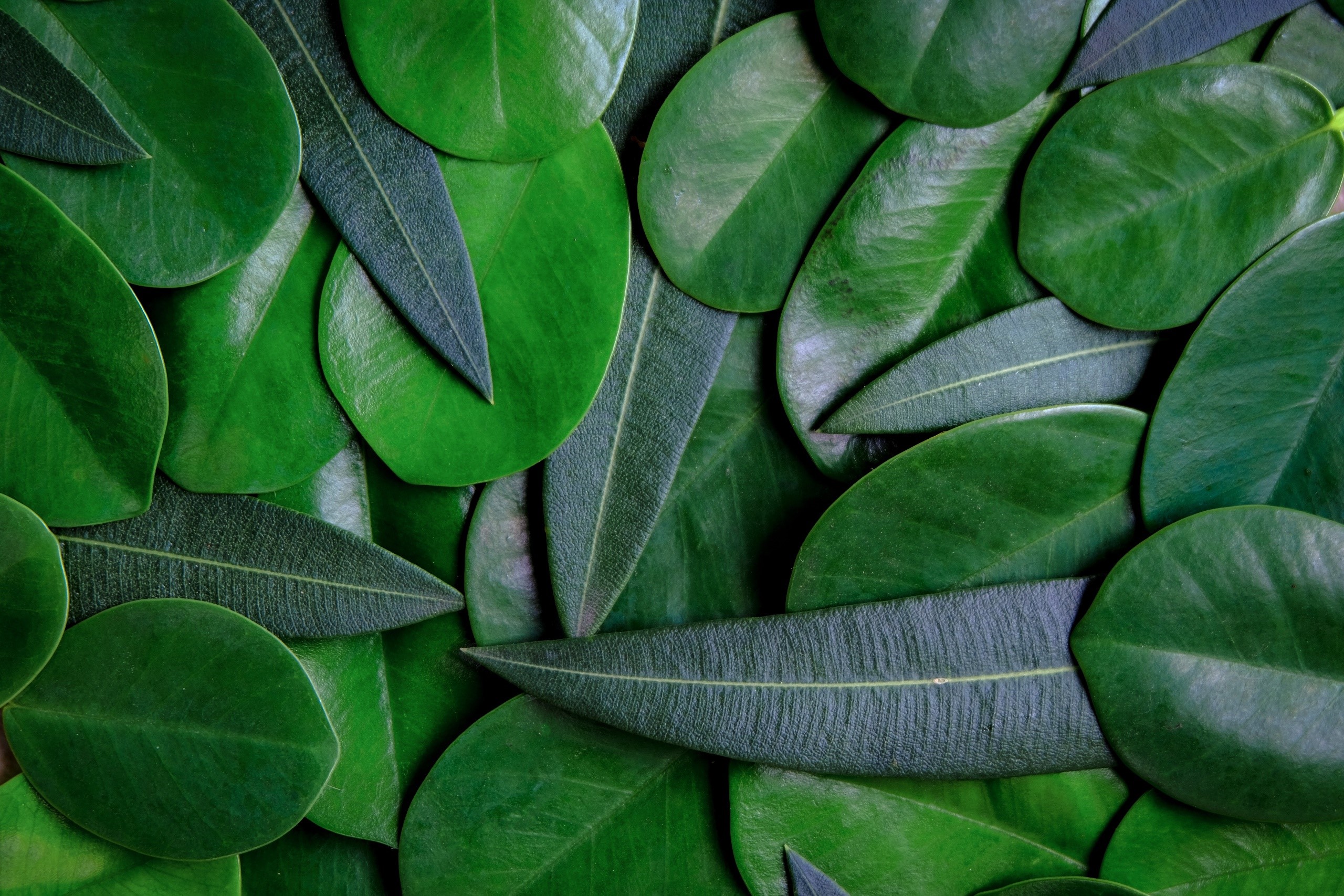 A close-up of various green leaves overlapping. HD Wallpaper