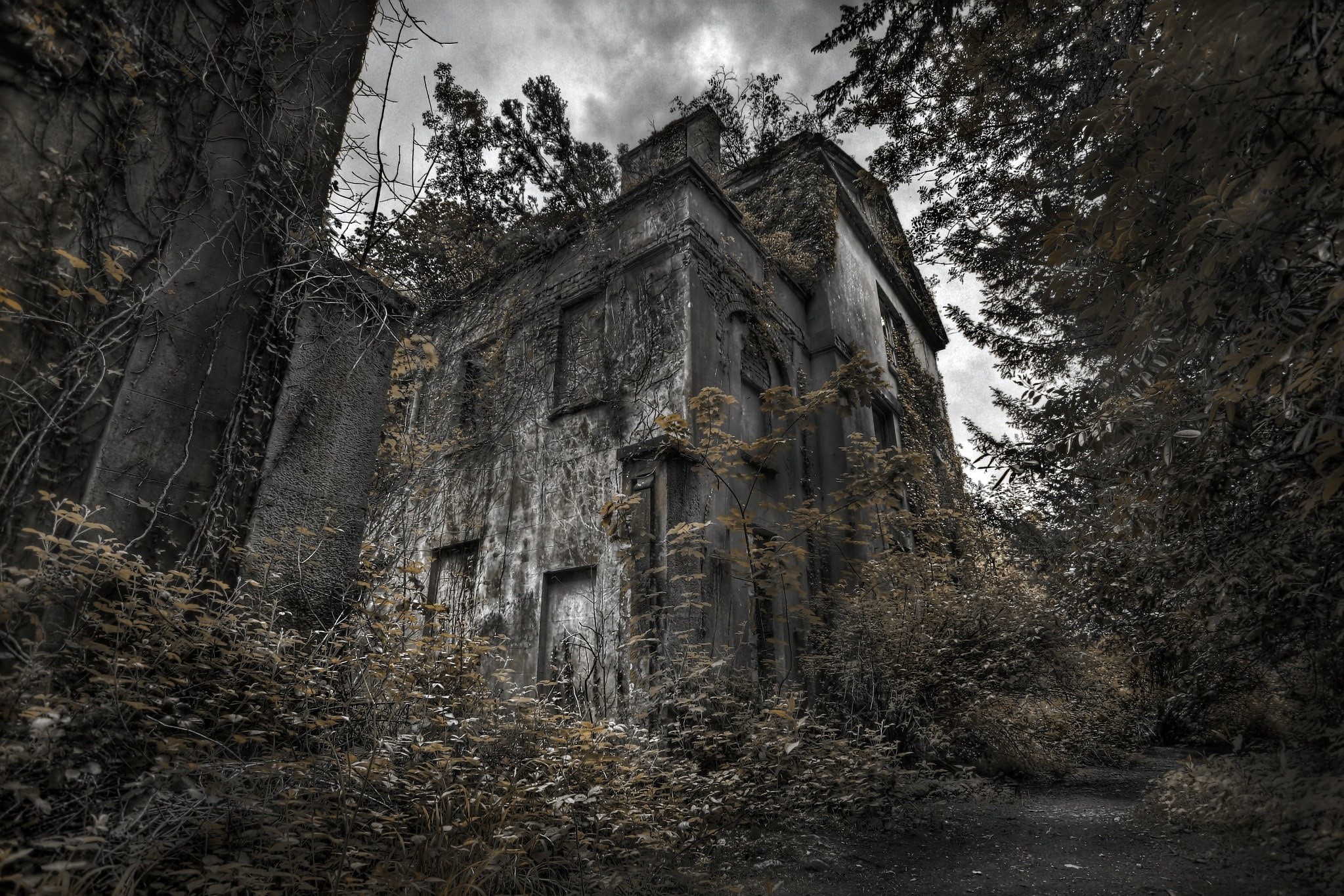 Abandoned house overgrown with plants HD Wallpaper