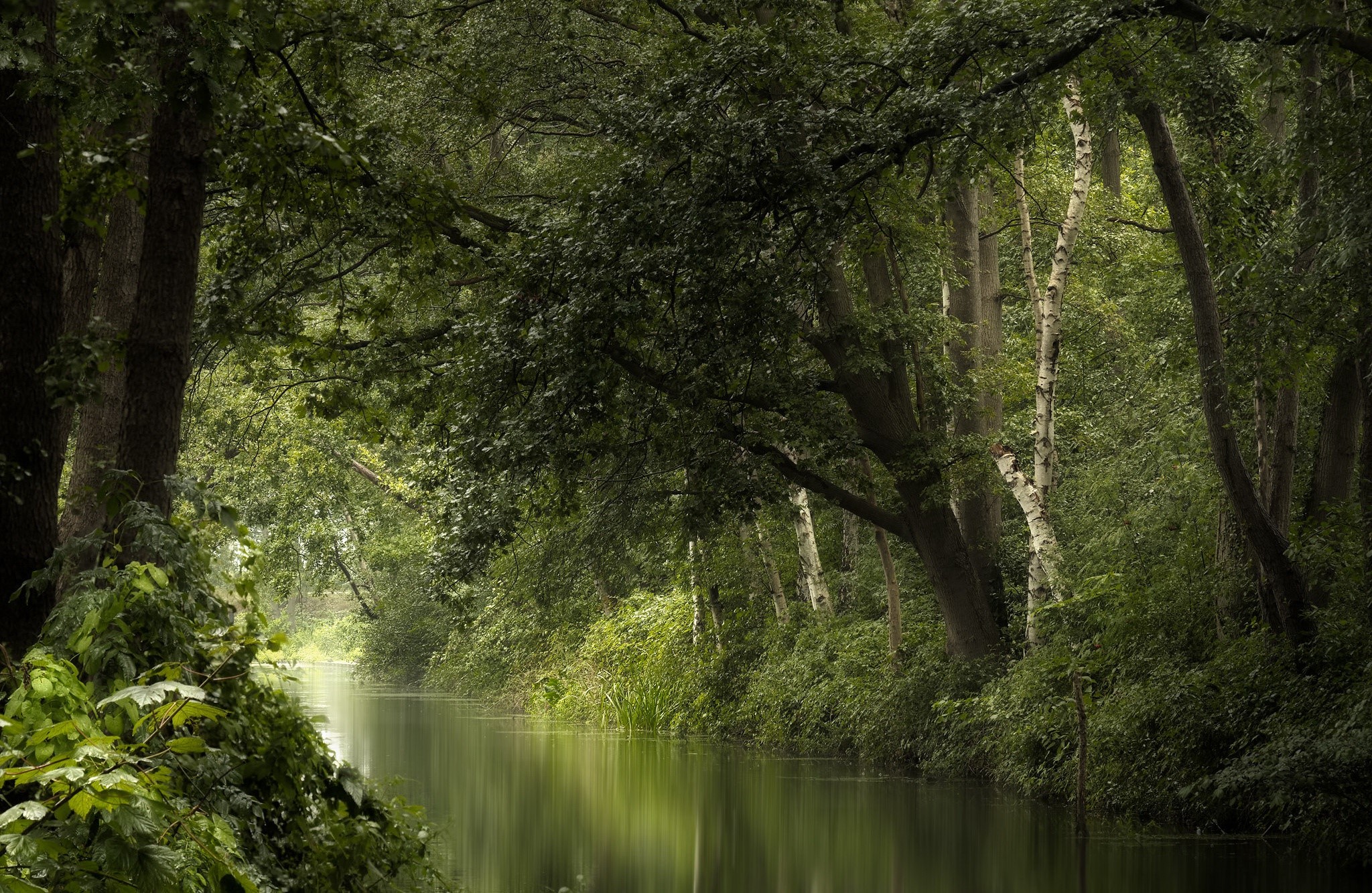 River flowing through a dense forest HD Wallpaper