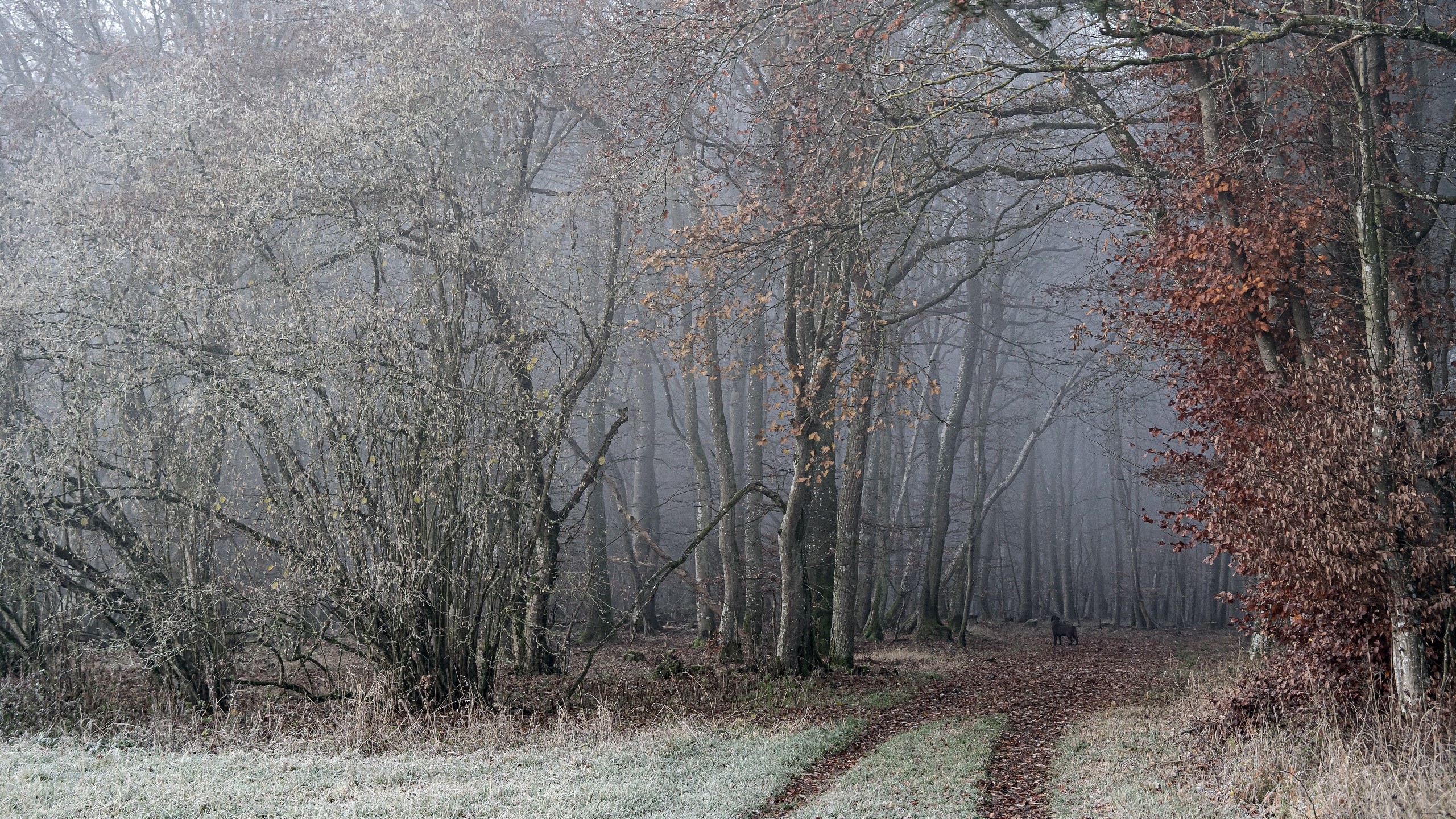 A dog walks on a path through a foggy winter forest HD Wallpaper